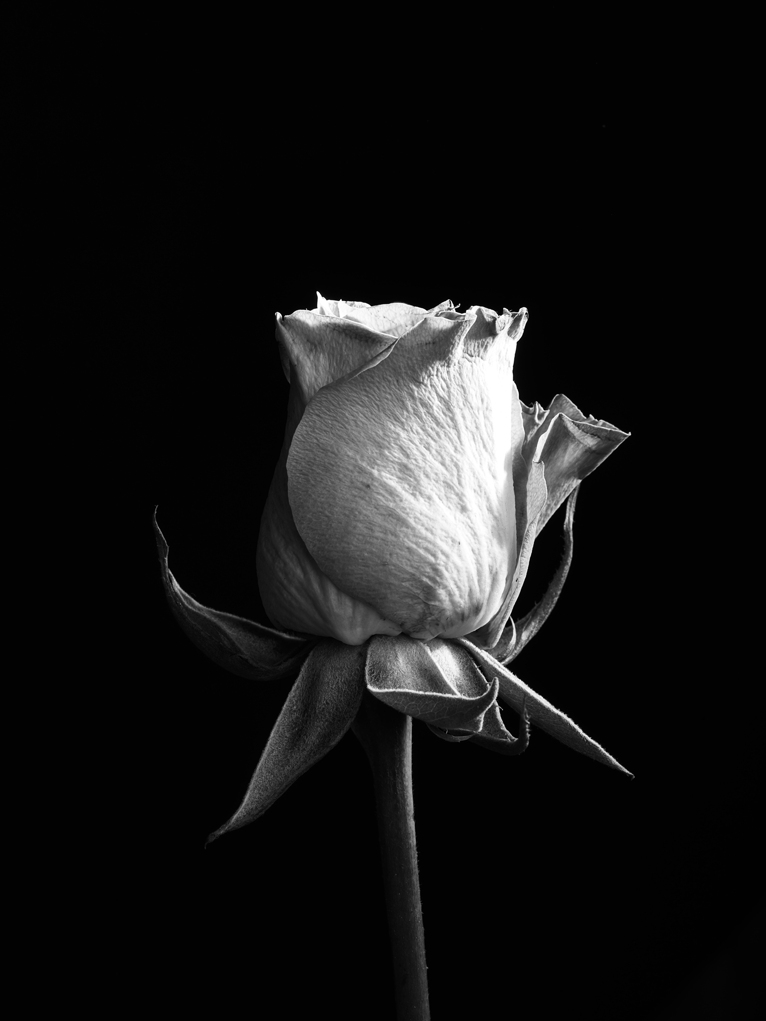 monochrome study cinematic fine art botanical by Thabit Rose 