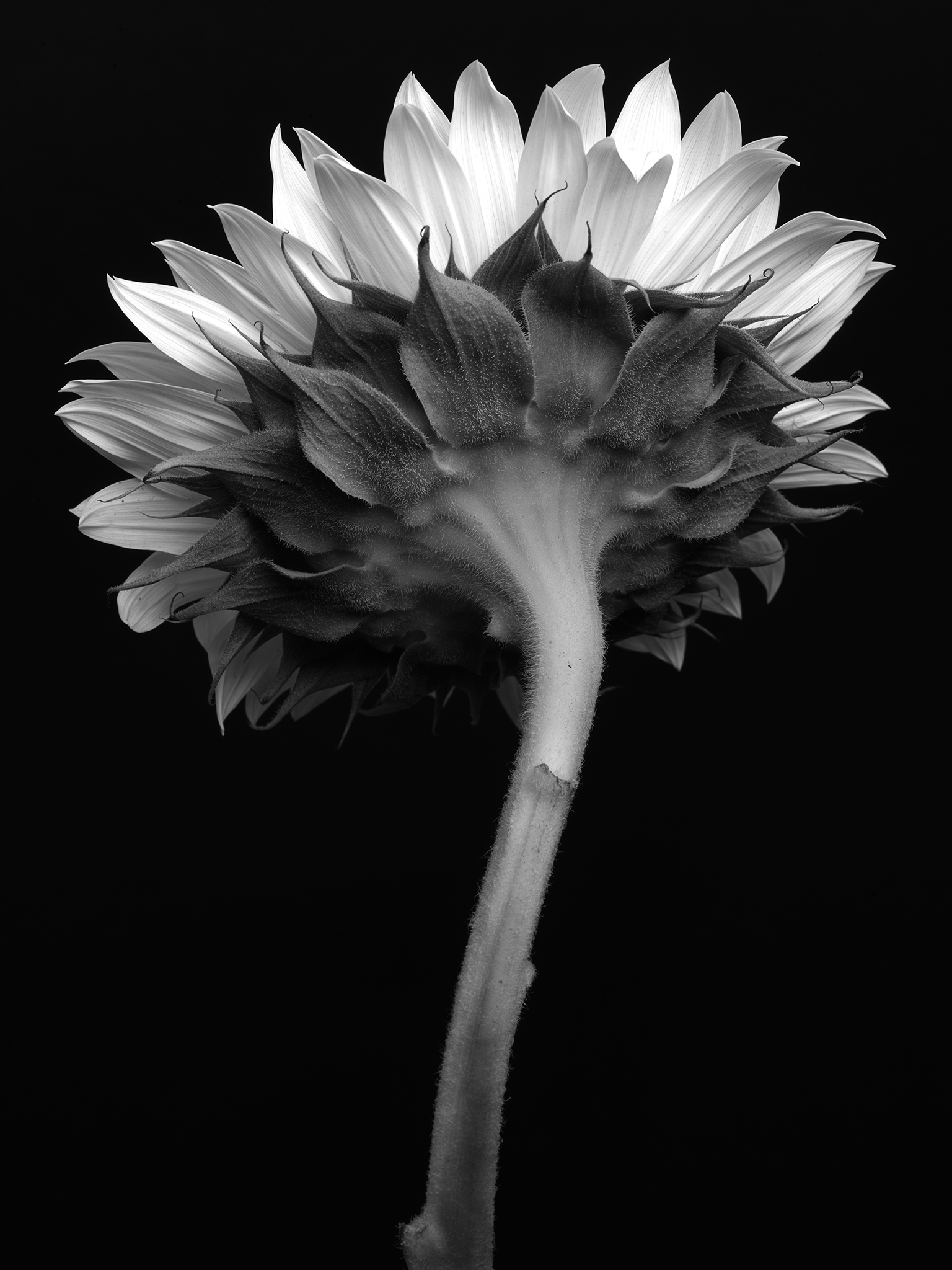monochrome study cinematic fine art botanical by Thabit sunflower