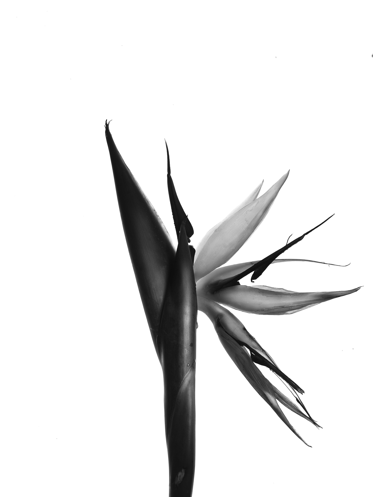 monochrome study cinematic fine art botanical by Thabit bird of paradise