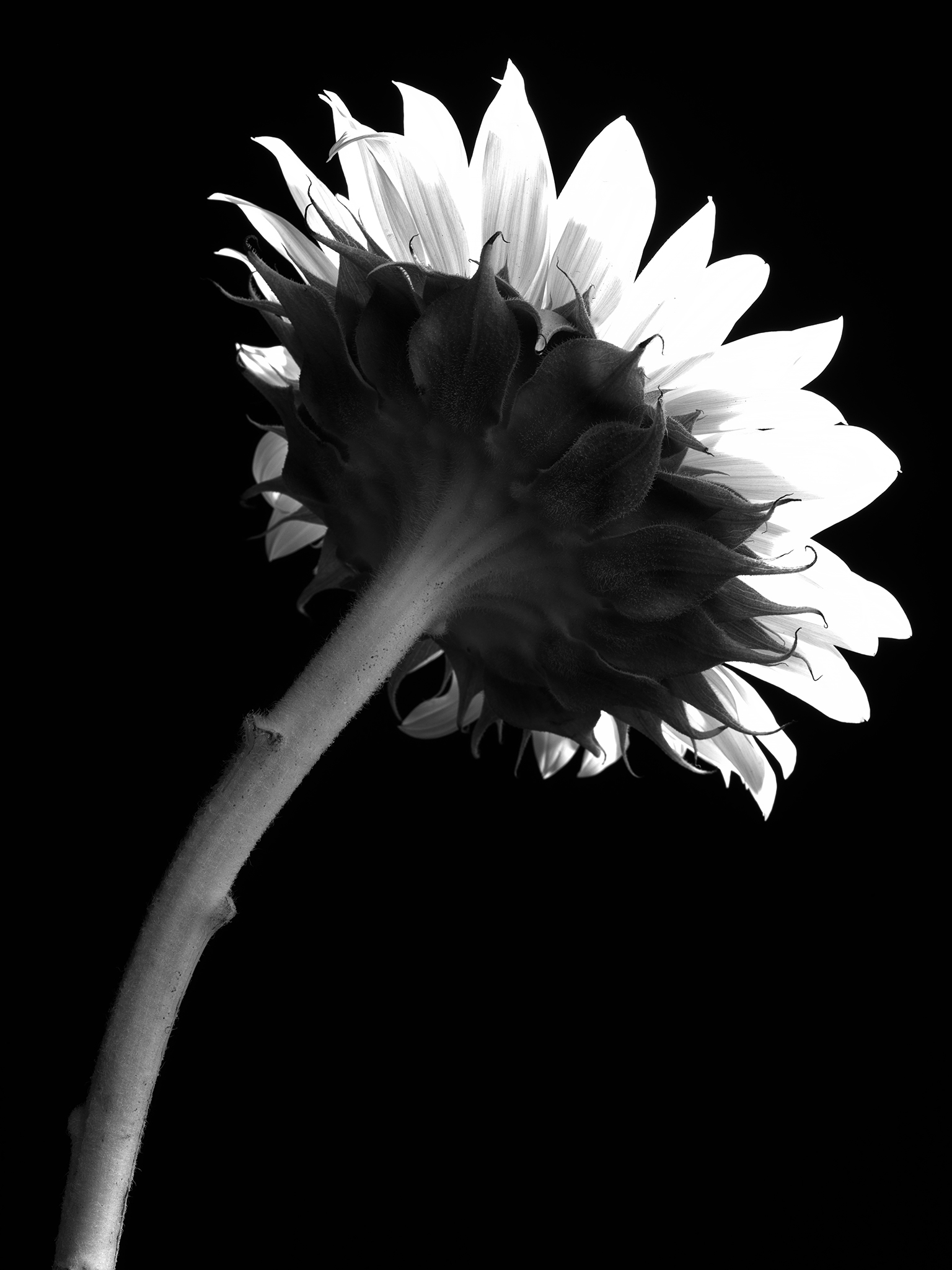 monochrome study cinematic fine art botanical by Thabit sunflower