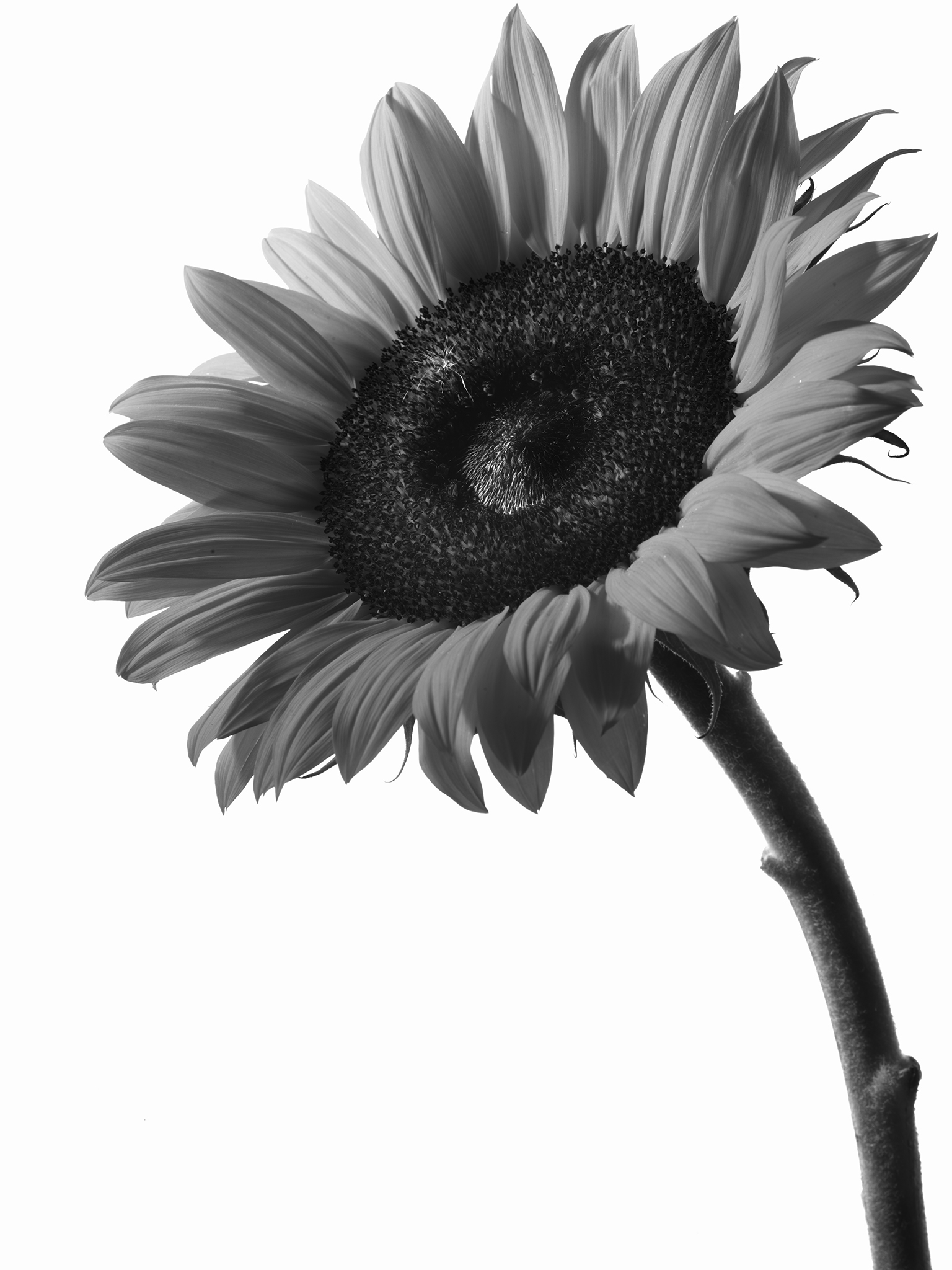 monochrome study cinematic fine art botanical by Thabit sunflower