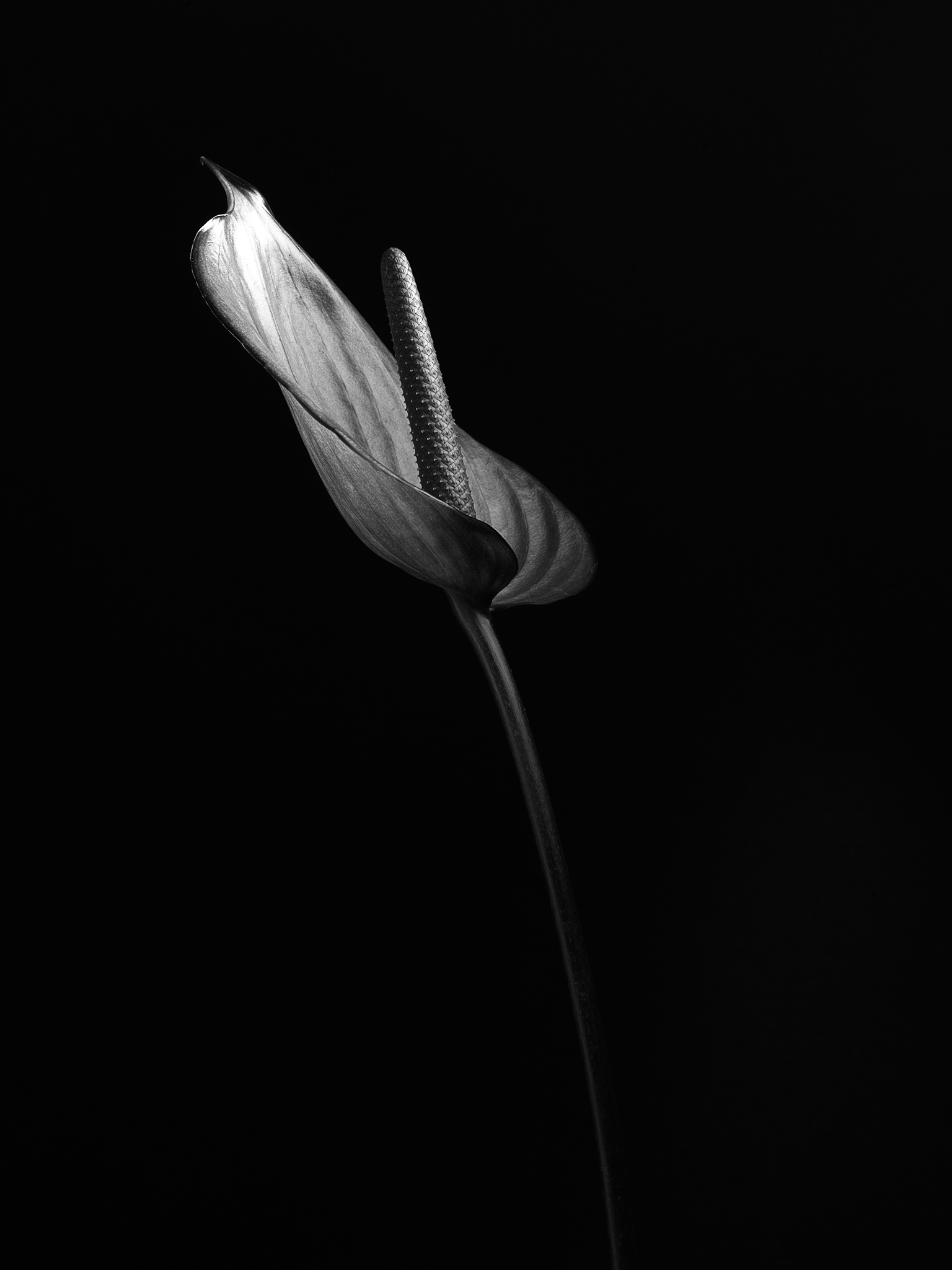 monochrome study cinematic fine art botanical by Thabit anthurium