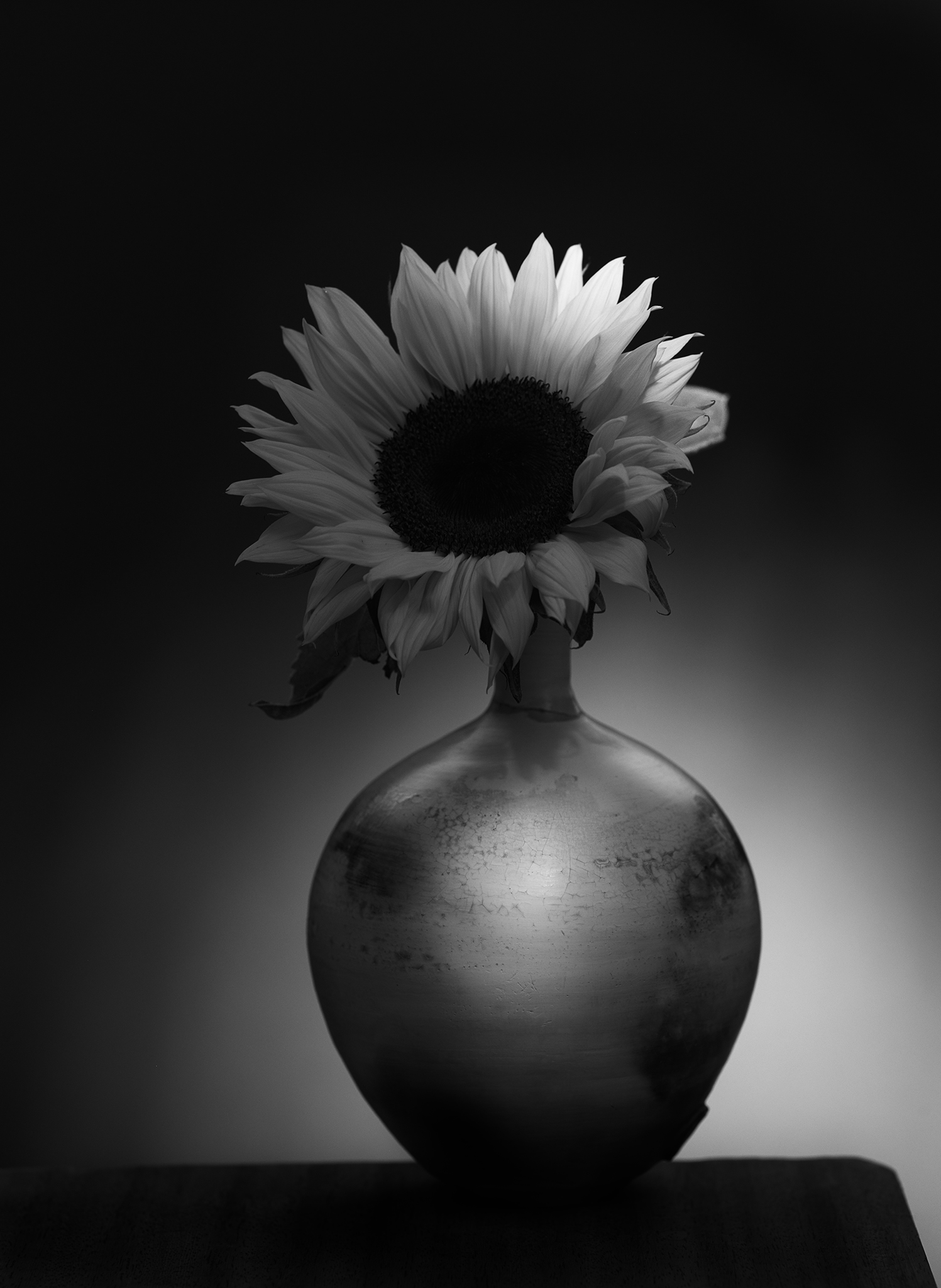 cinematic still life sunflower by Thabit film noir
