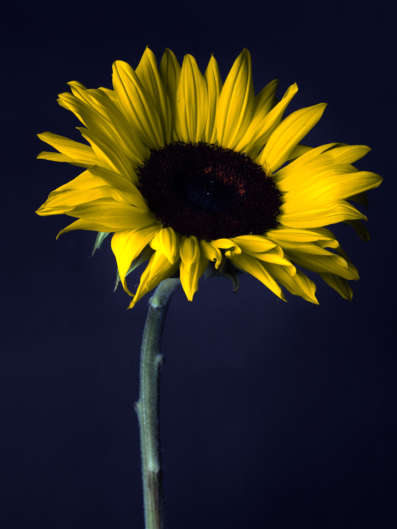 red sunflower blue cinematic still life botanical by Thabit