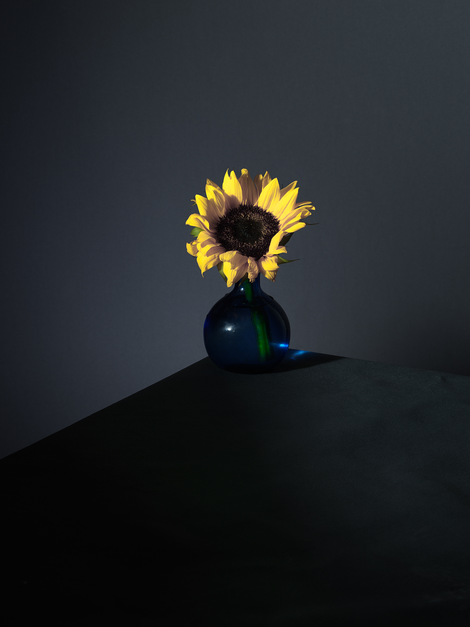 Sunflower blue geometry fine art still life botanical by Thabit