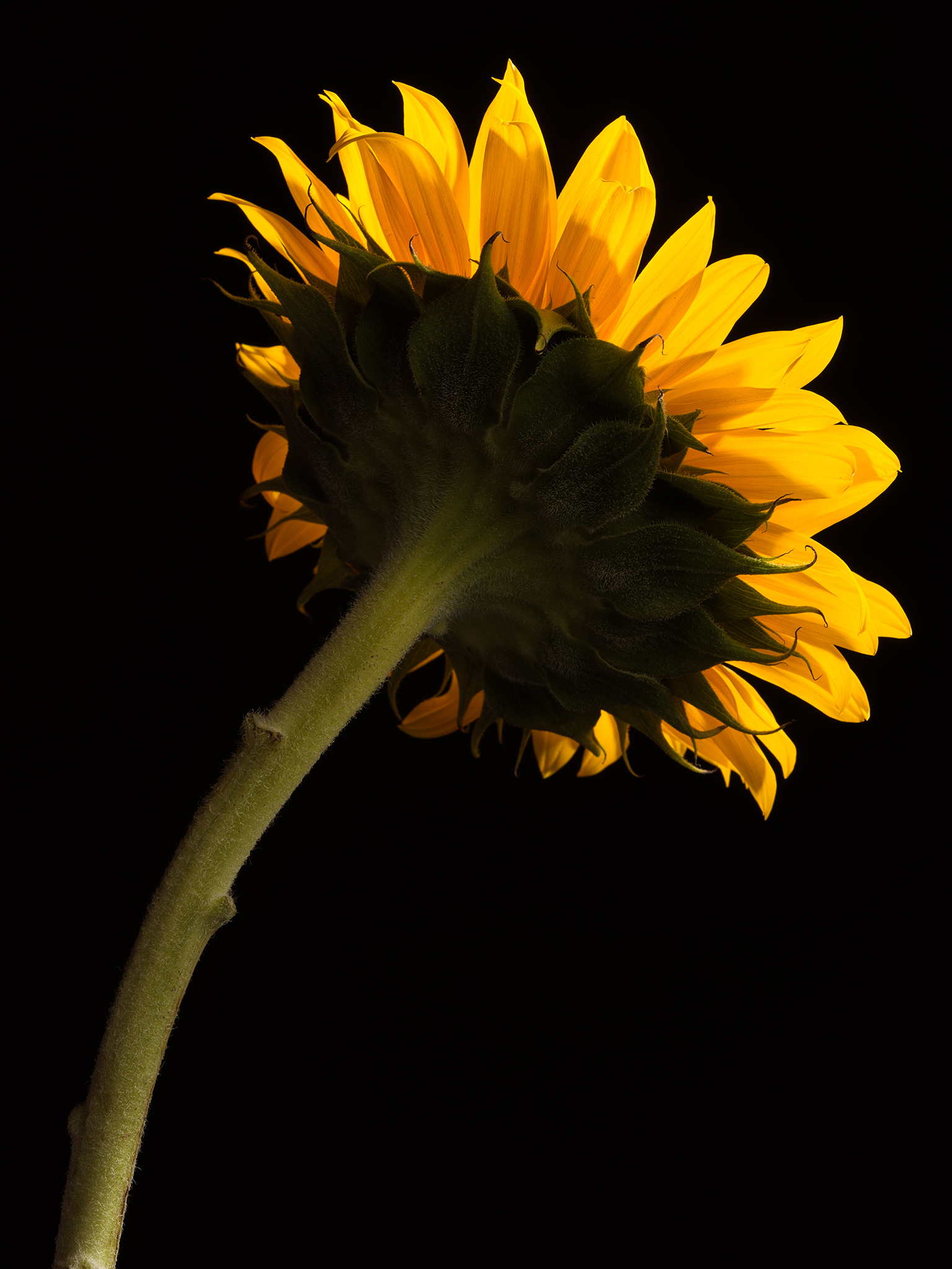 carnival sunflower at night fine art still life by Thabit