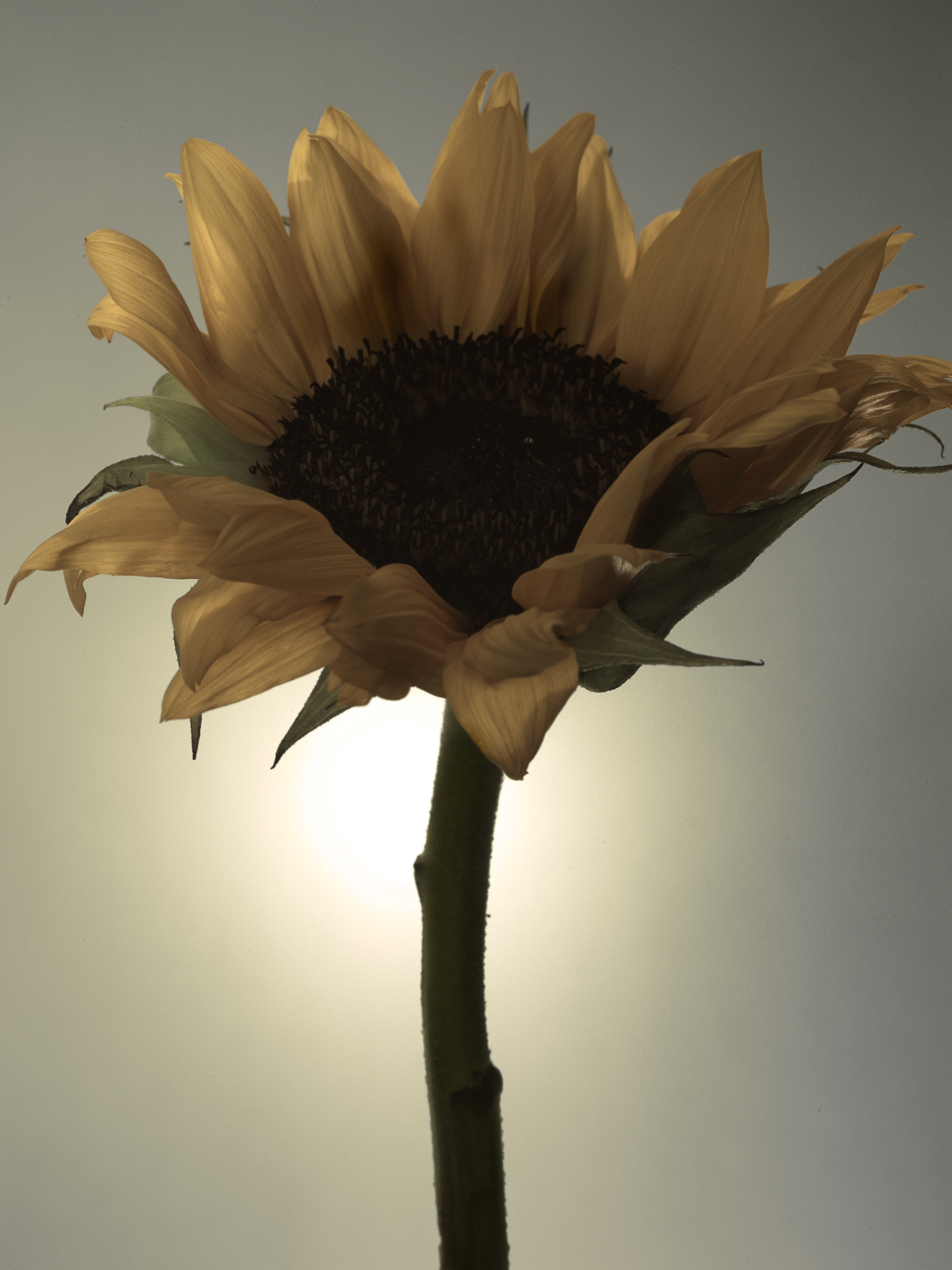 sunflower glow fine art still life botanical by Thabit