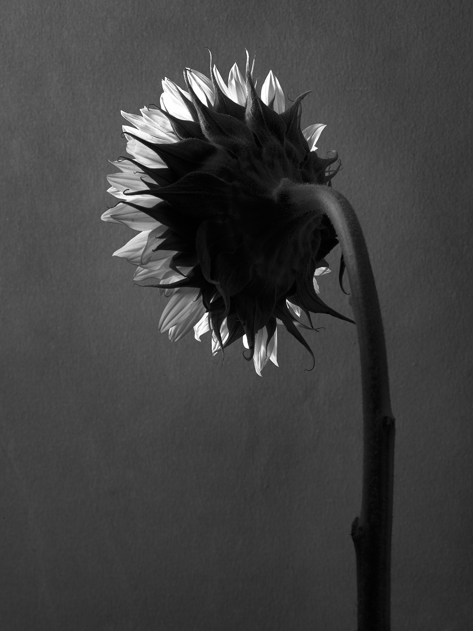 Monochrome sunflower fine art still life by Thabit
