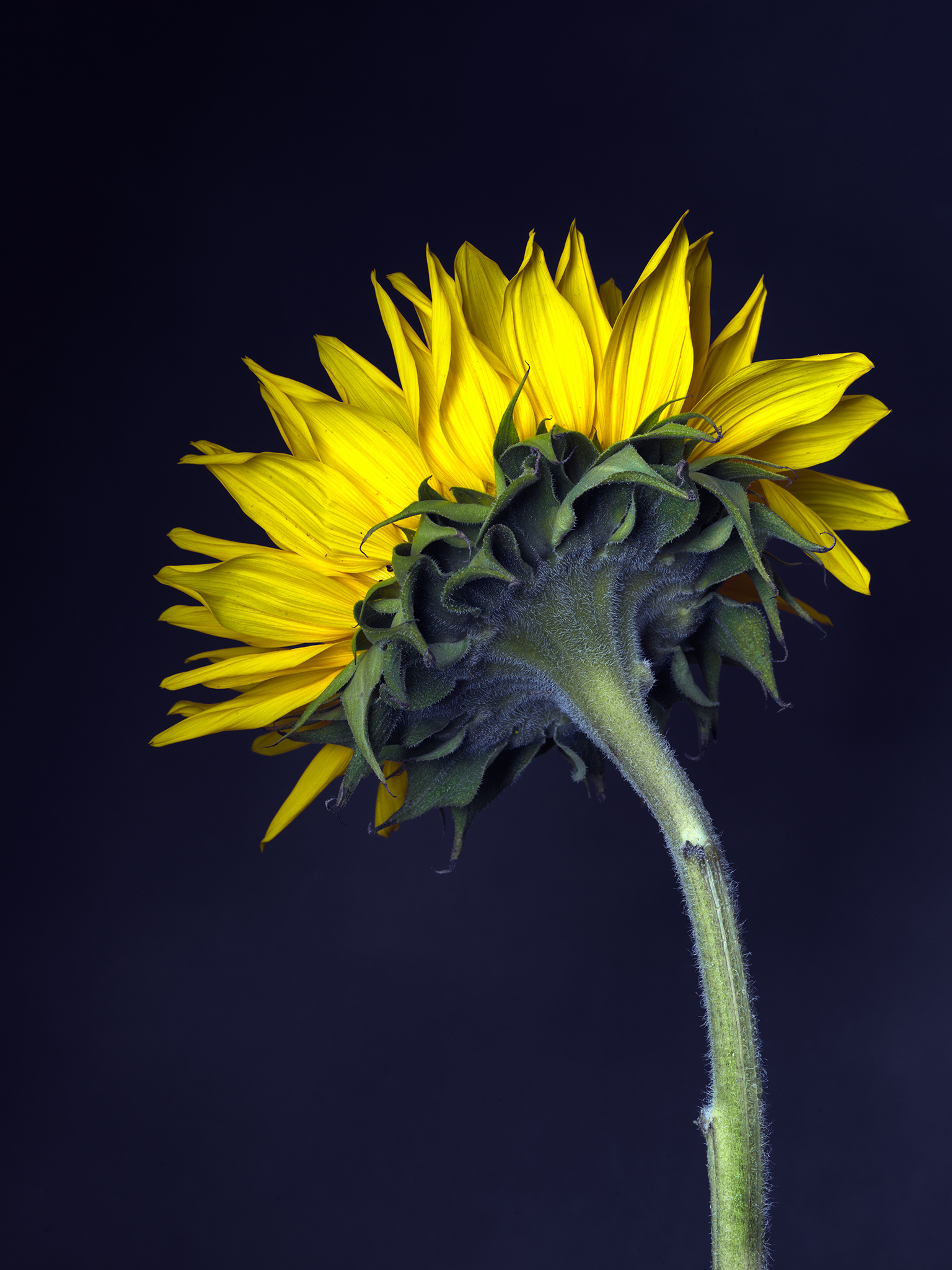 blue sunflower royal by Thabit botanical fine art still life