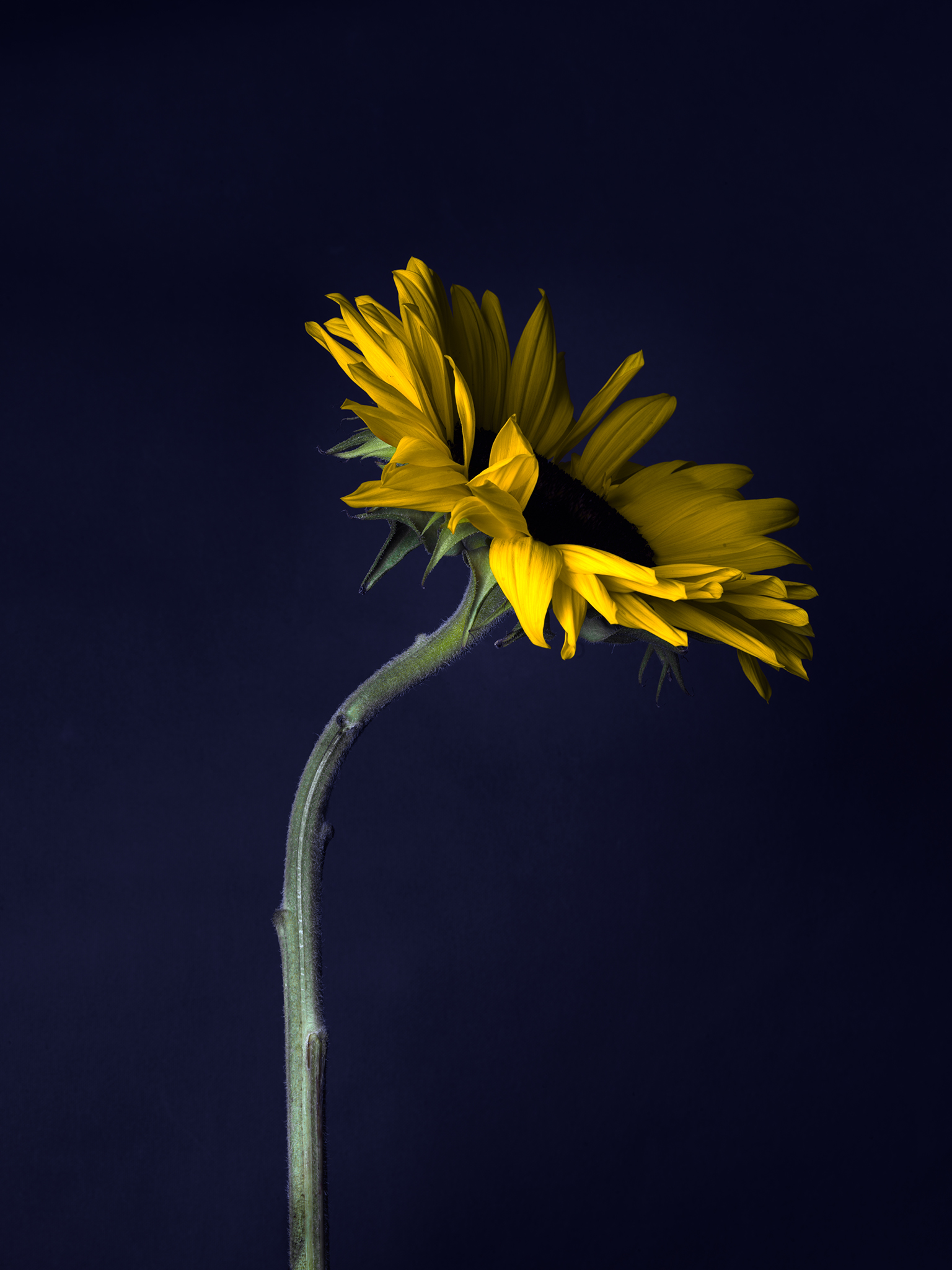 Gold sunflower by Thabit still life yellow blue botanical Thabit