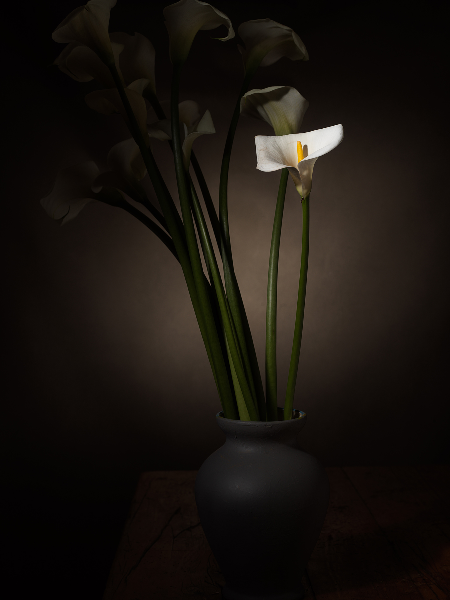 Cala Lilies fine art by Thabit botanical moody