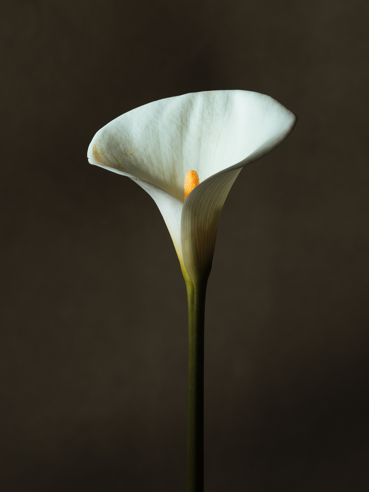 arum lily by Thabit cinematic moody brown still fine art