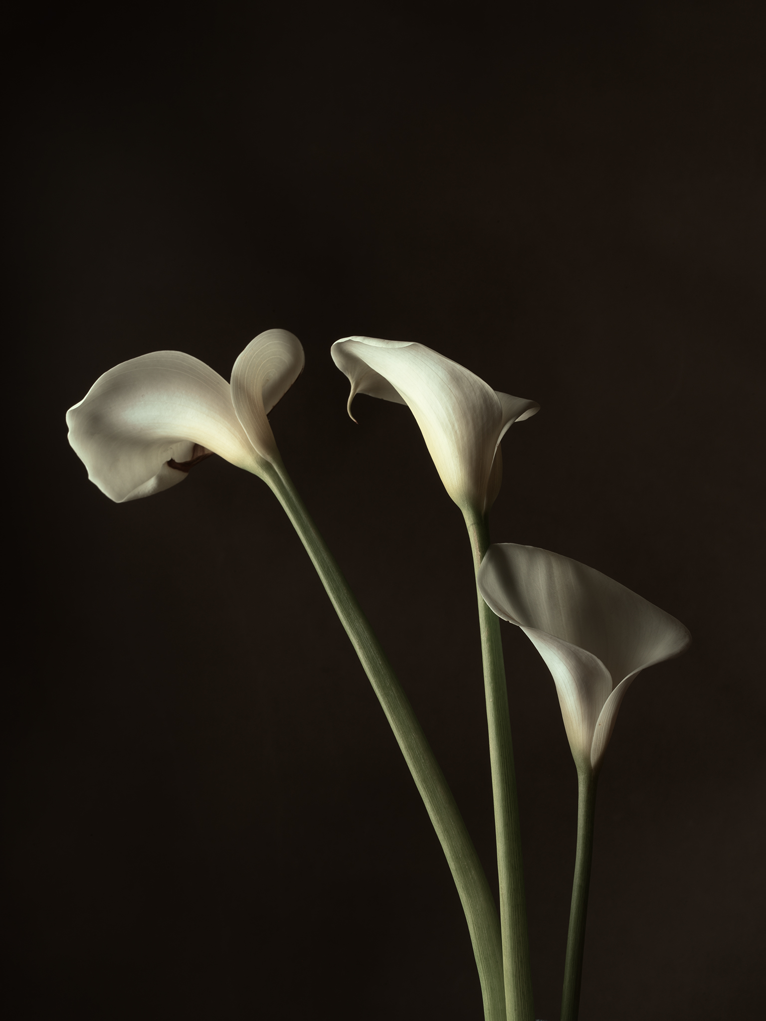 brown lily by Thabit still life fine art botanical