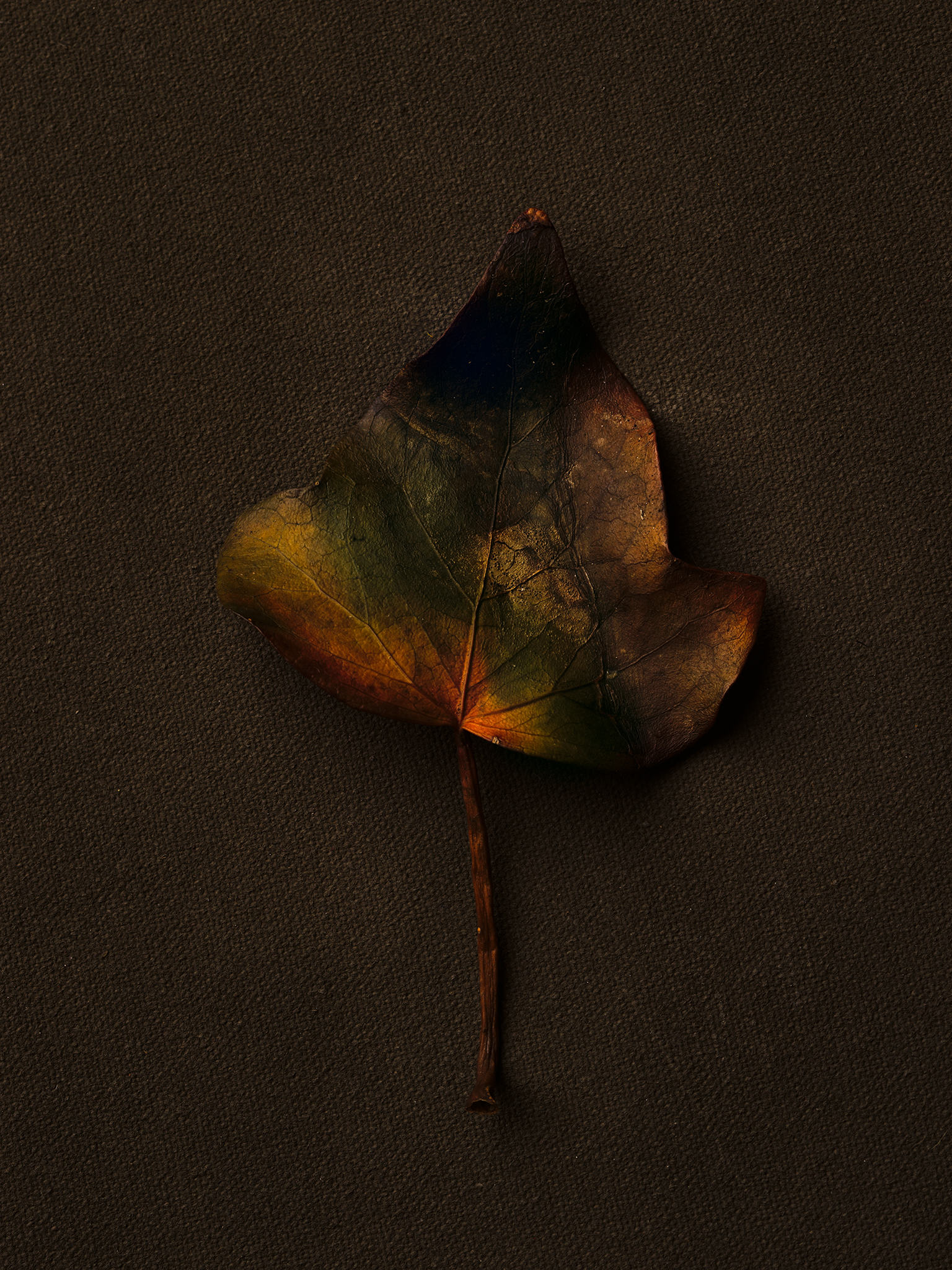 An oxidised leaf on a handpainted Oliphant backdrop fine art brown by Thabit