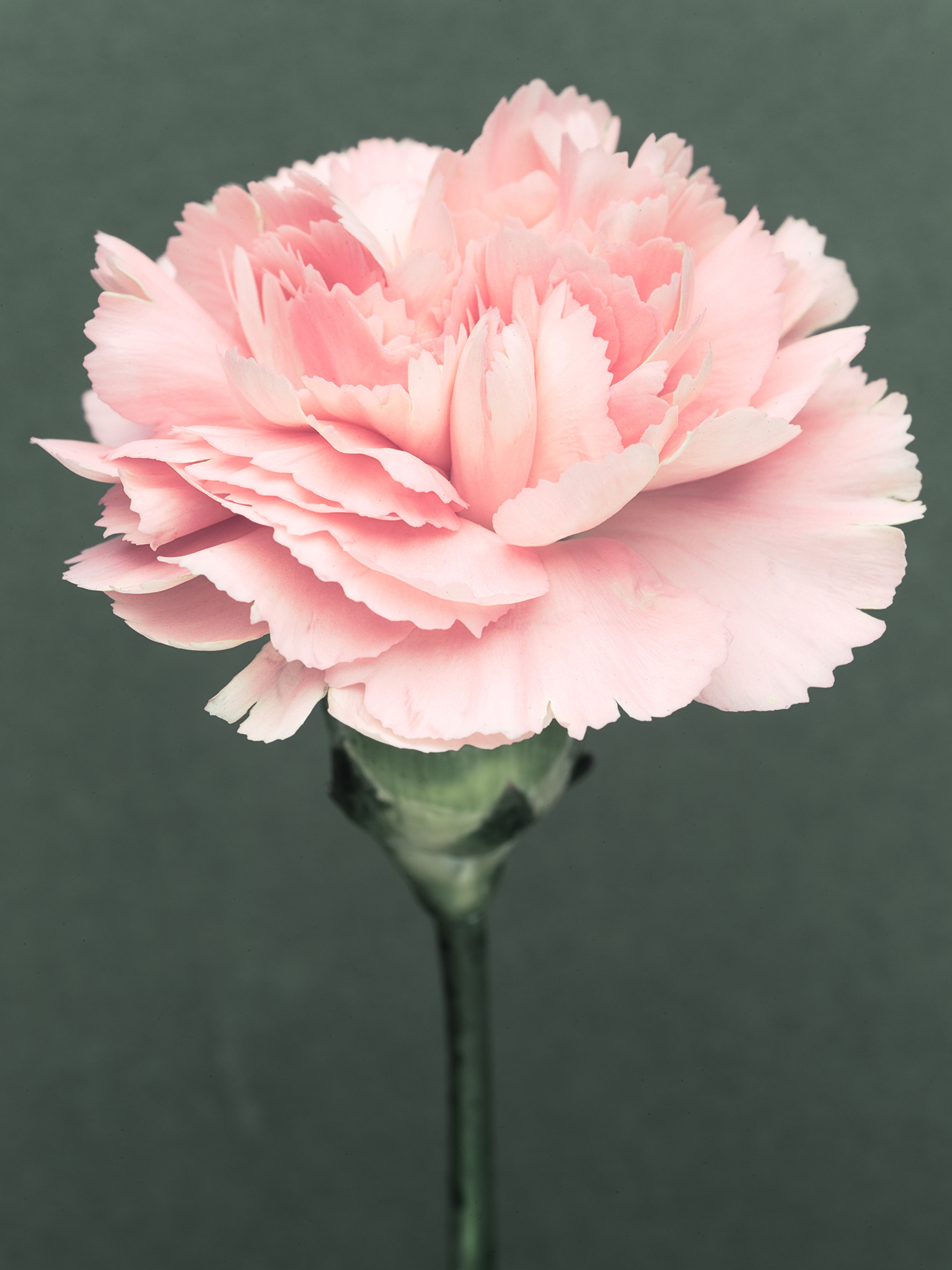 botanical fine art carnation pink green soft still life by Thabit
