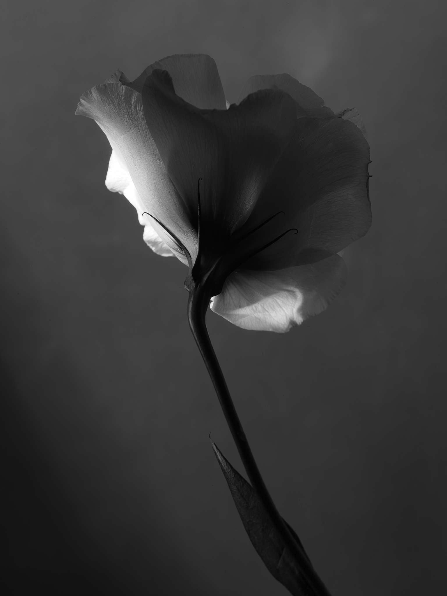 monochrome fine art white flower grey large format print botanical by Thabit