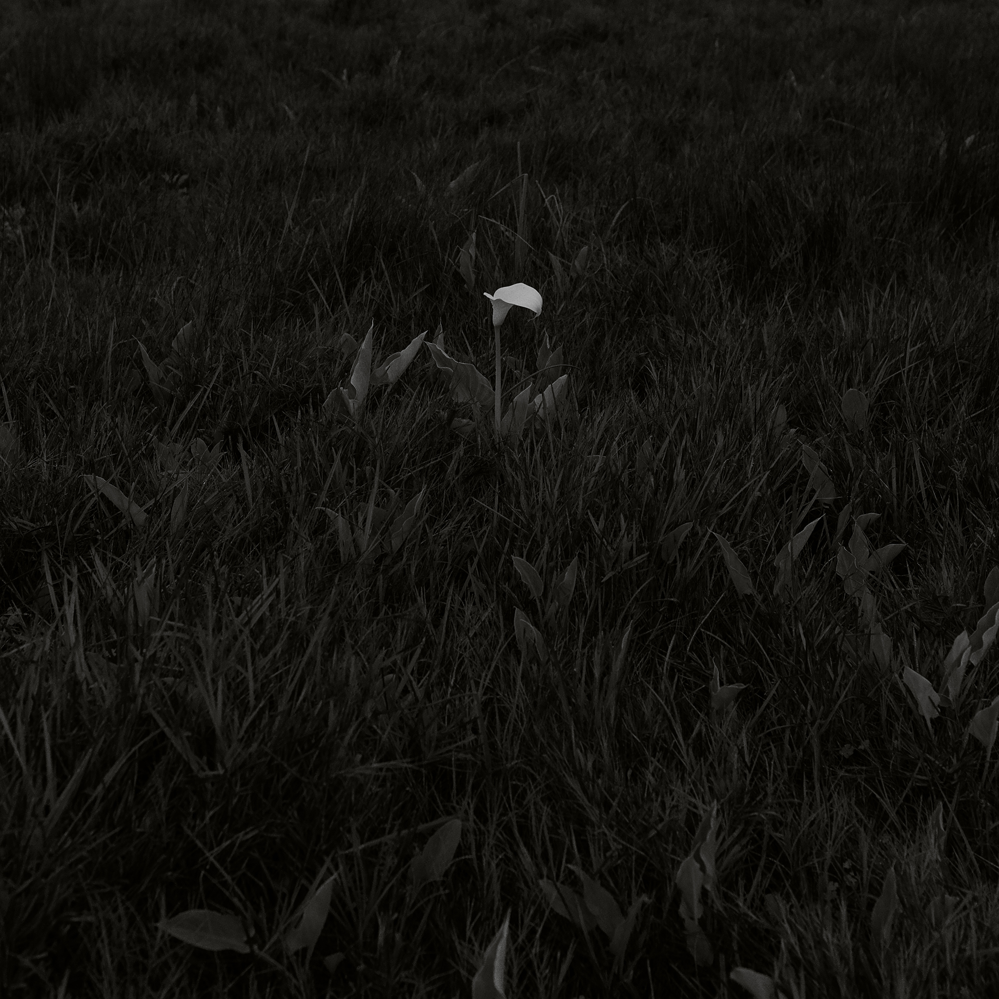 Cala Lily monochrome cinematic in Rondebosch Common Cape Town South Africa by Thabit