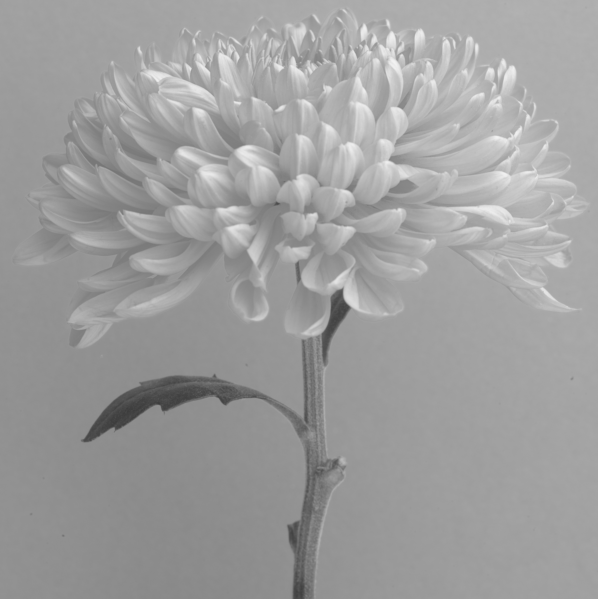 monochrome soft chrysanthemum silver fine art botanical by Thabit