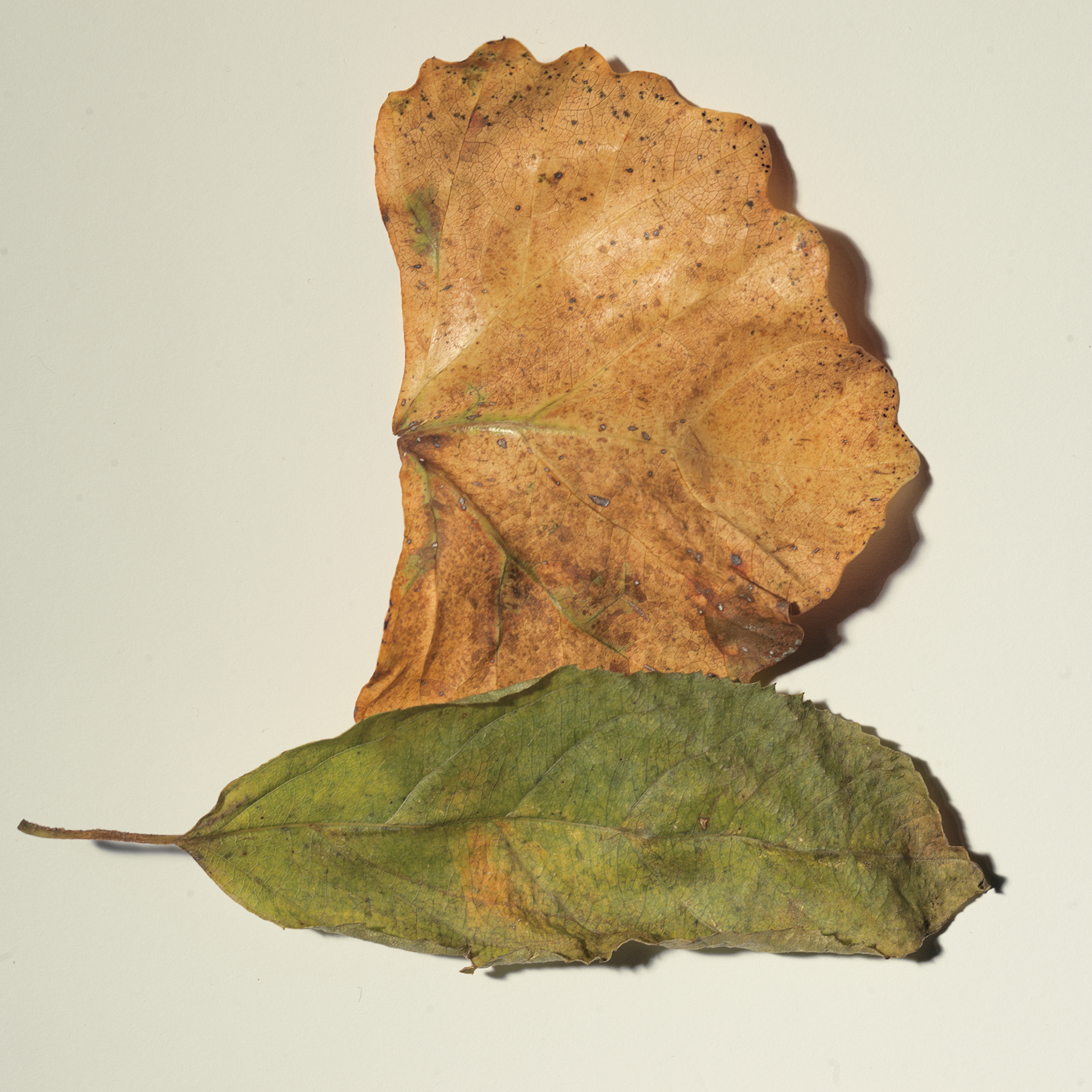 withered leaves autumn fine art Irving Penn botanical study by Thabit yellow