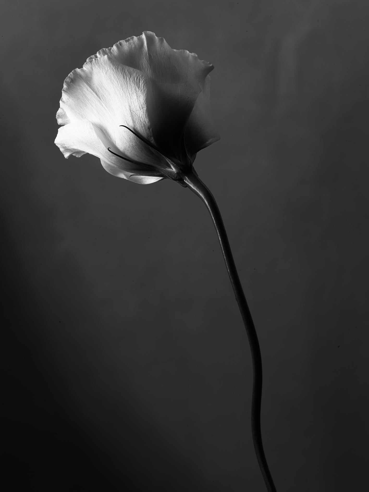 botanical Lisianthus fine art still in monochrome by Thabit