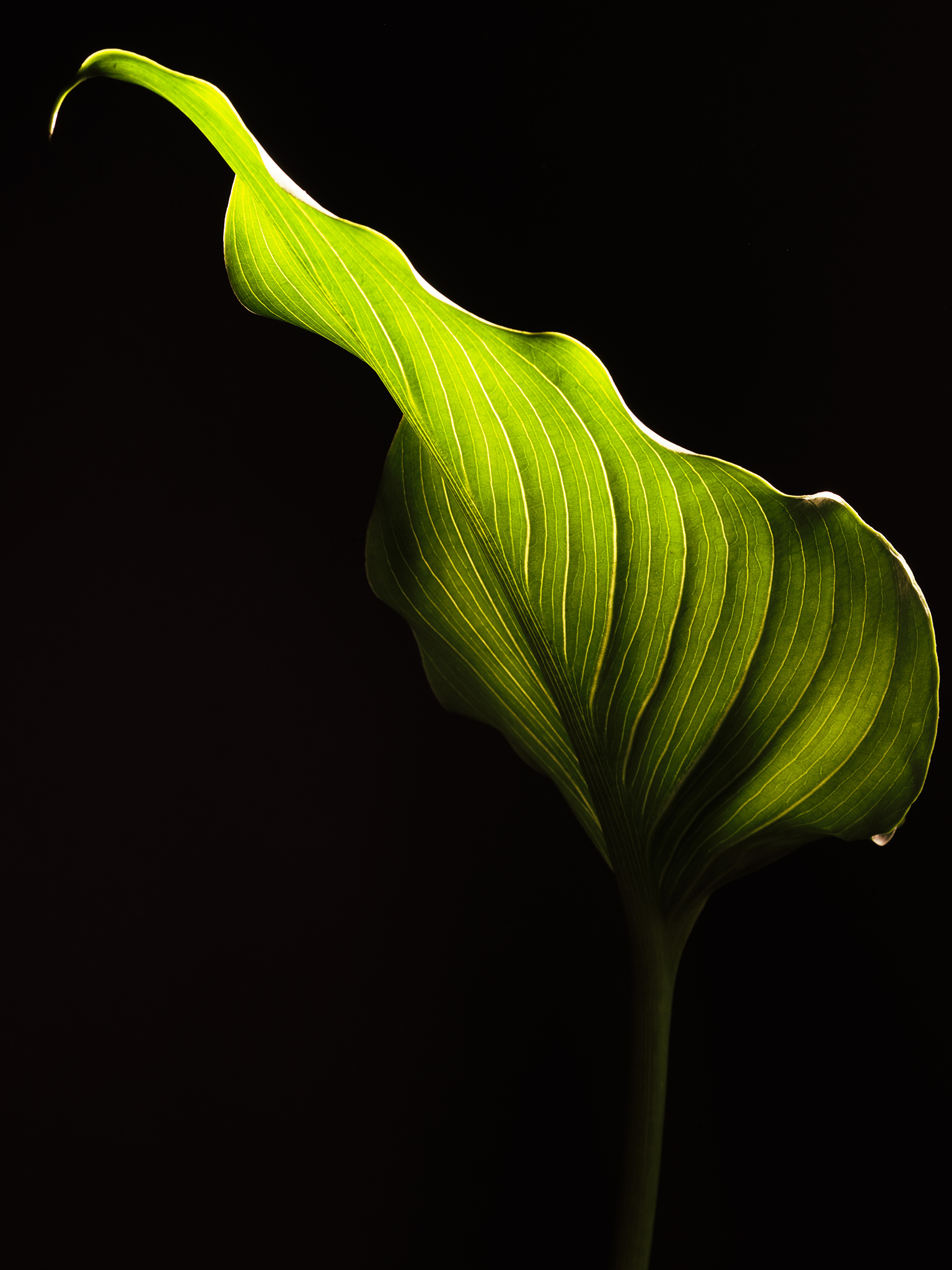 Green leaf fine art still life botanical cinematic by Thabit