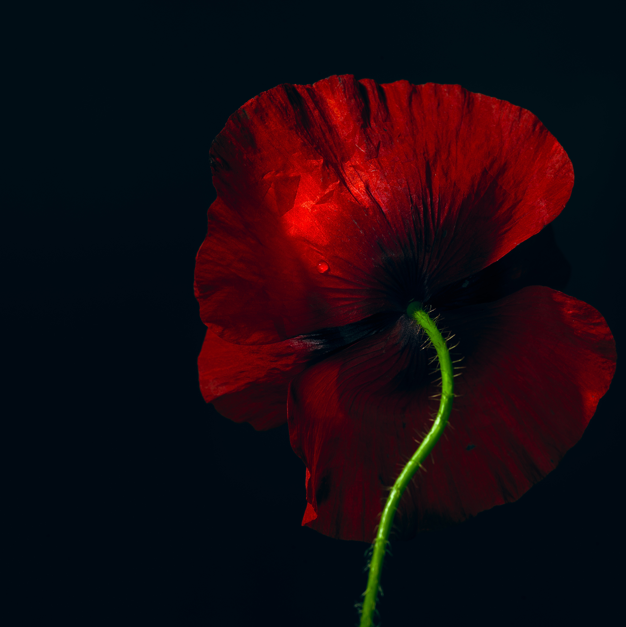red fine art poppy botanical fine art still life by Thabit