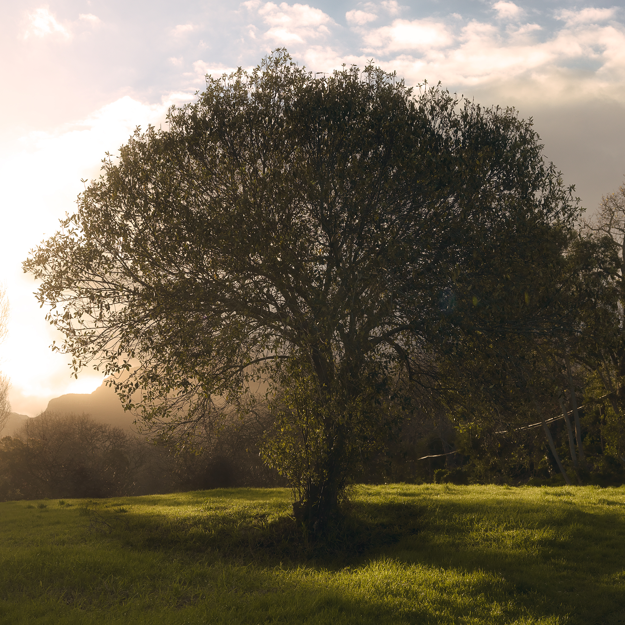 Constantia Alphen trail Cape Town South Africa sunset cinematic by Thabit