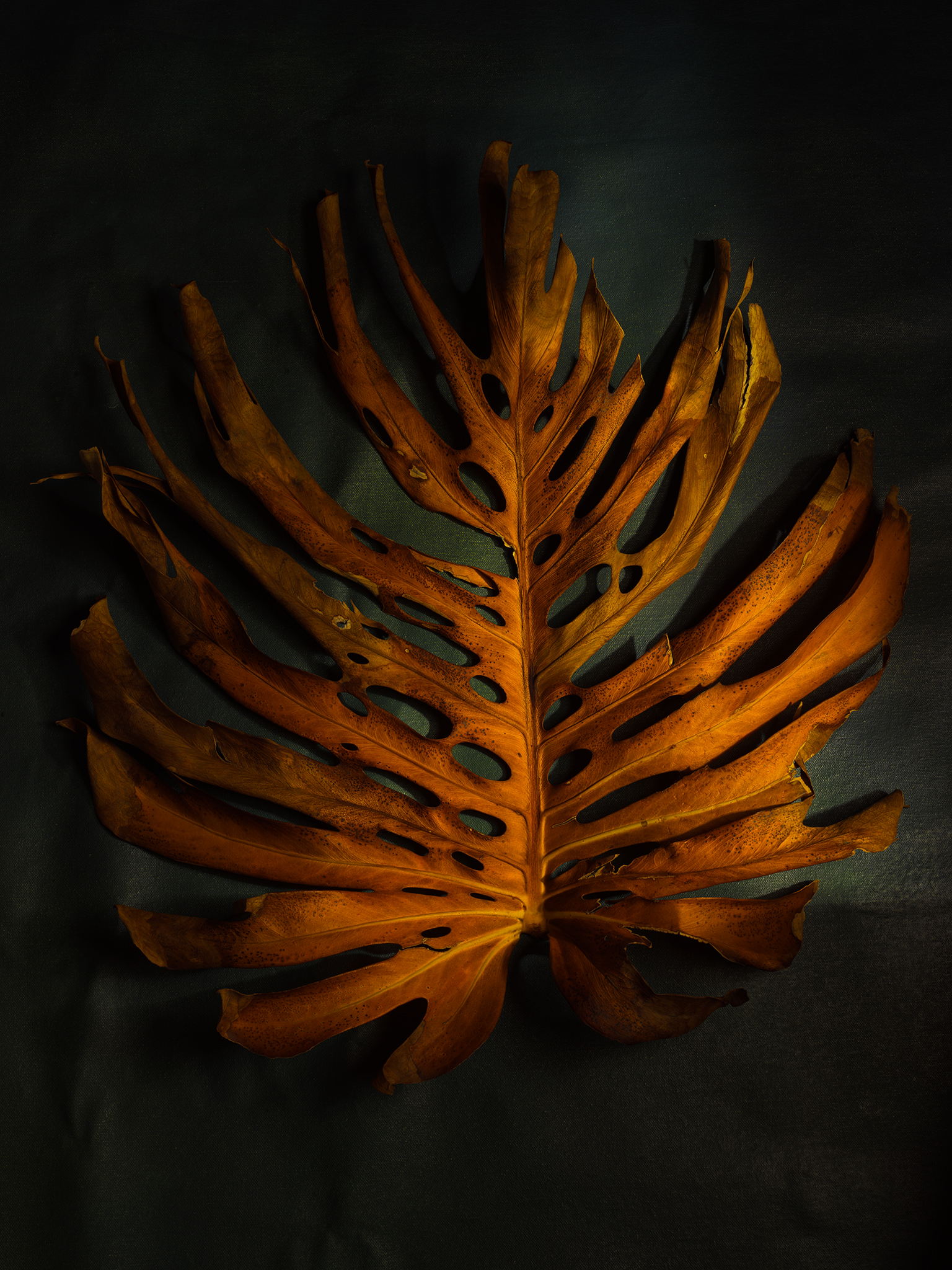 a giant monstera leaf gold botanical fine art still life by Thabit moody
