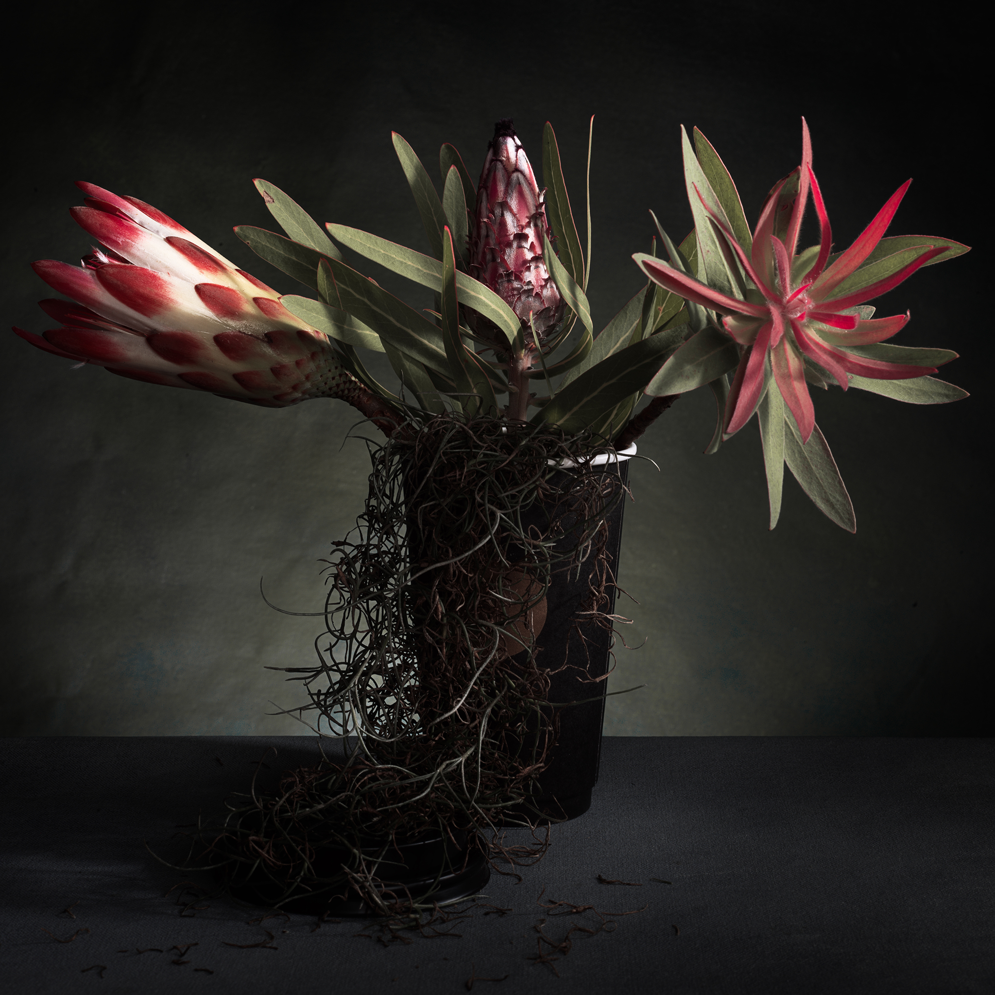 coffee cup brown fine art still life botanical moody conceptual proteas by Thabit