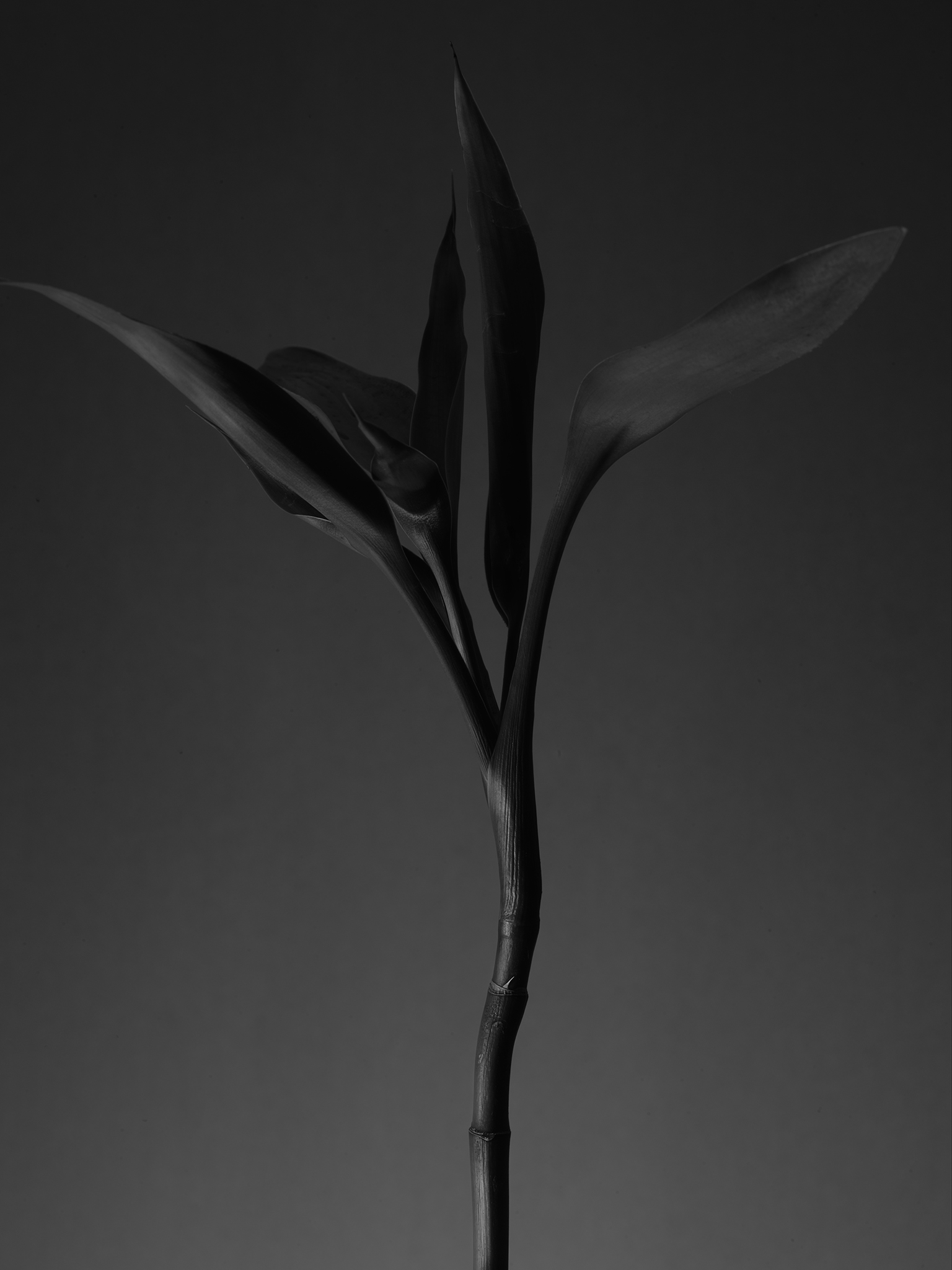 moody cinematic bamboo in matte black minimalist dark moody by Thabit