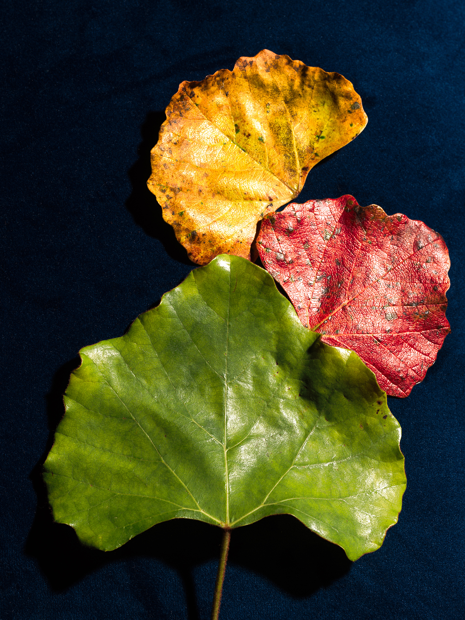 botanical Fine art leaves colourful primary colours still life by Thabit