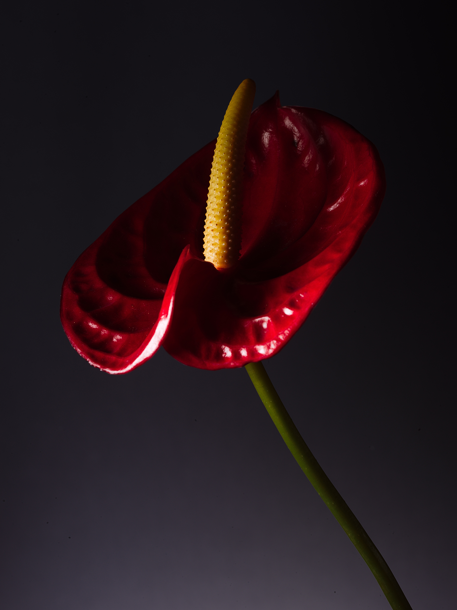 Botanical fine art cinematic purple red anthurium chiaroscuro by Thabit