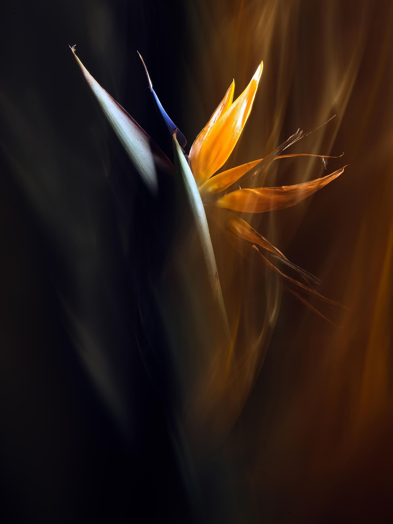 Botanical fine art bird of paradise in coloraturas cinematic by Thabit