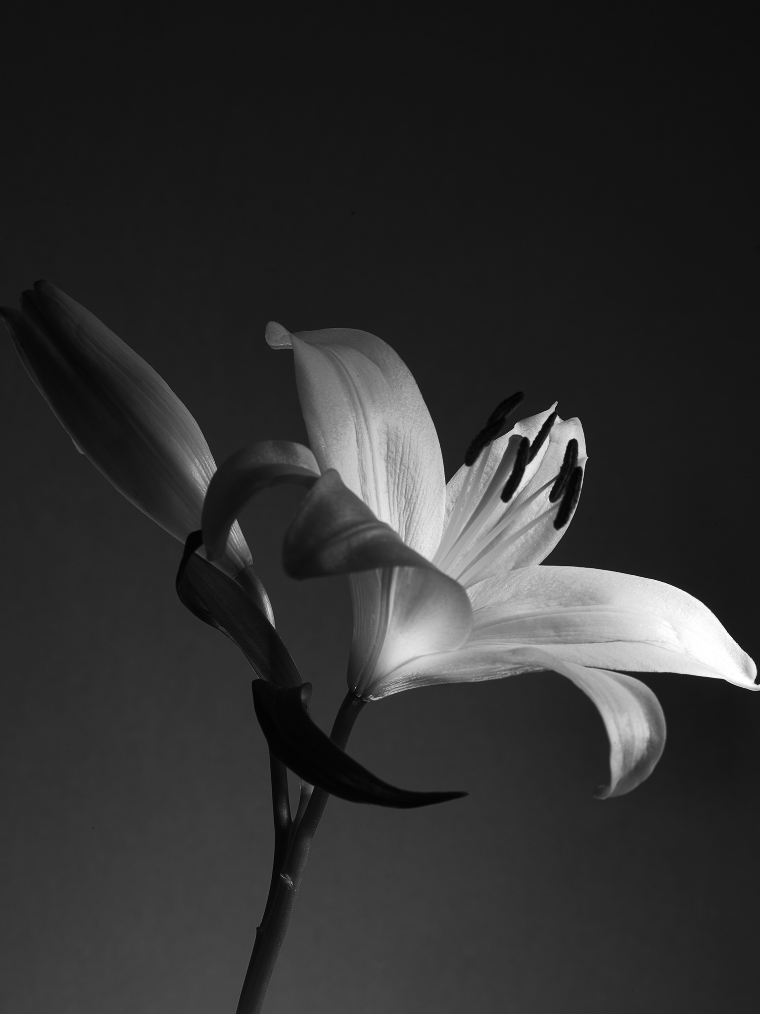 Lilies botanical fine art moody by Thabit