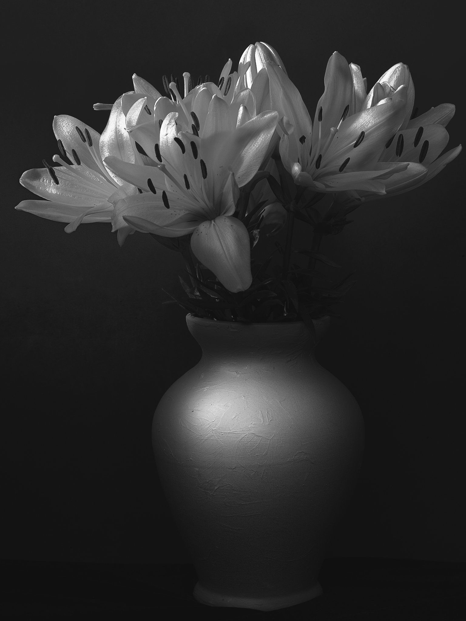 Cimematic botanical monochrome fine art lily by Thabit in chiaroscuro