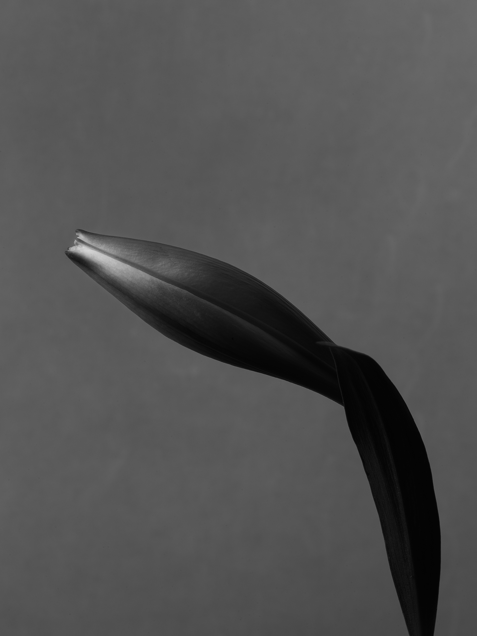 Moody botanical monochrome fine art cinematic lily by Thabit