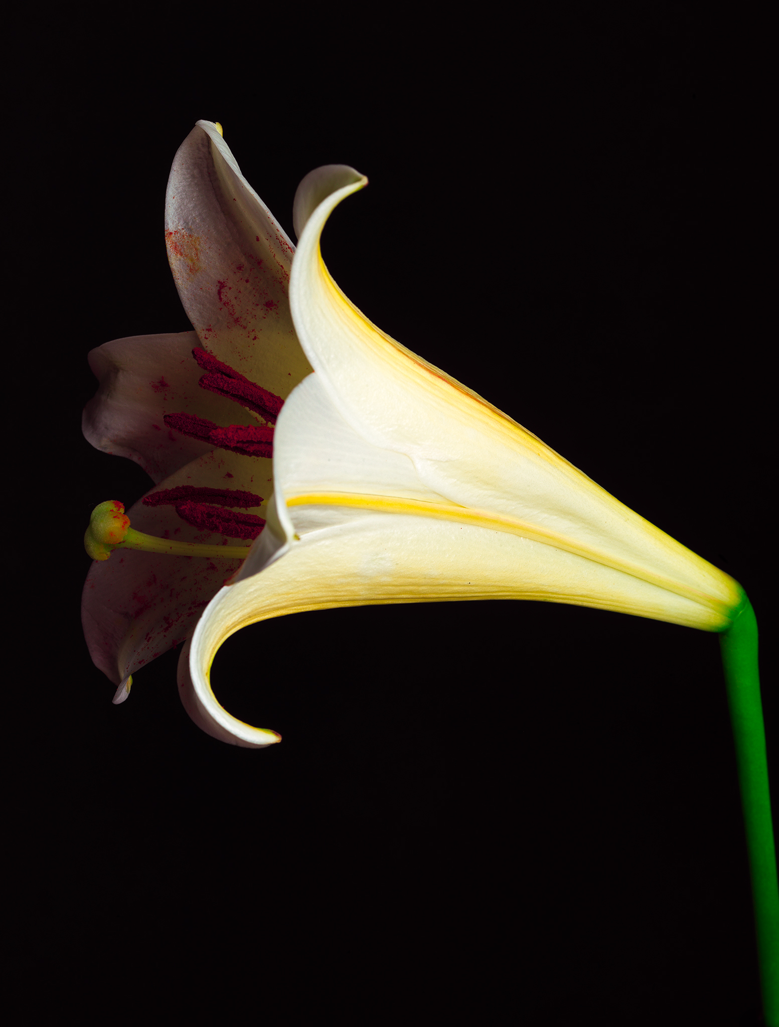 Cimematic botanical colourful fine art lily by Thabit in chiaroscuro