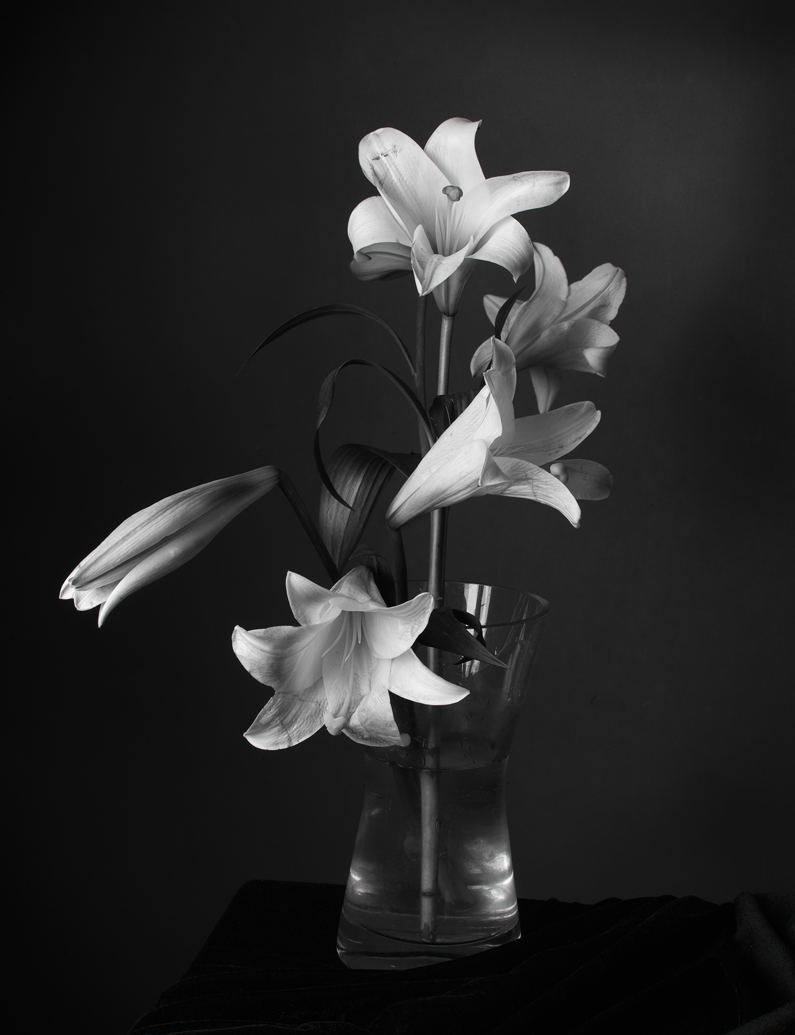 Cimematic botanical monochrome fine art lily by Thabit in chiaroscuro