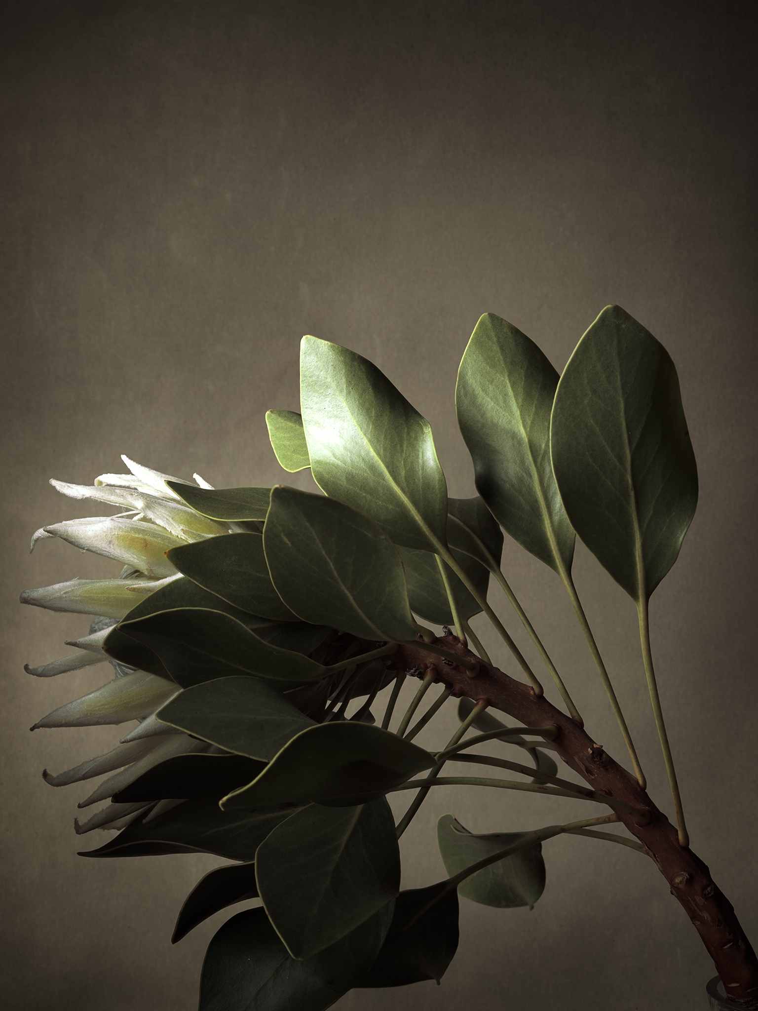 Proteas fine art moody chiaroscuro painterly by Thabit