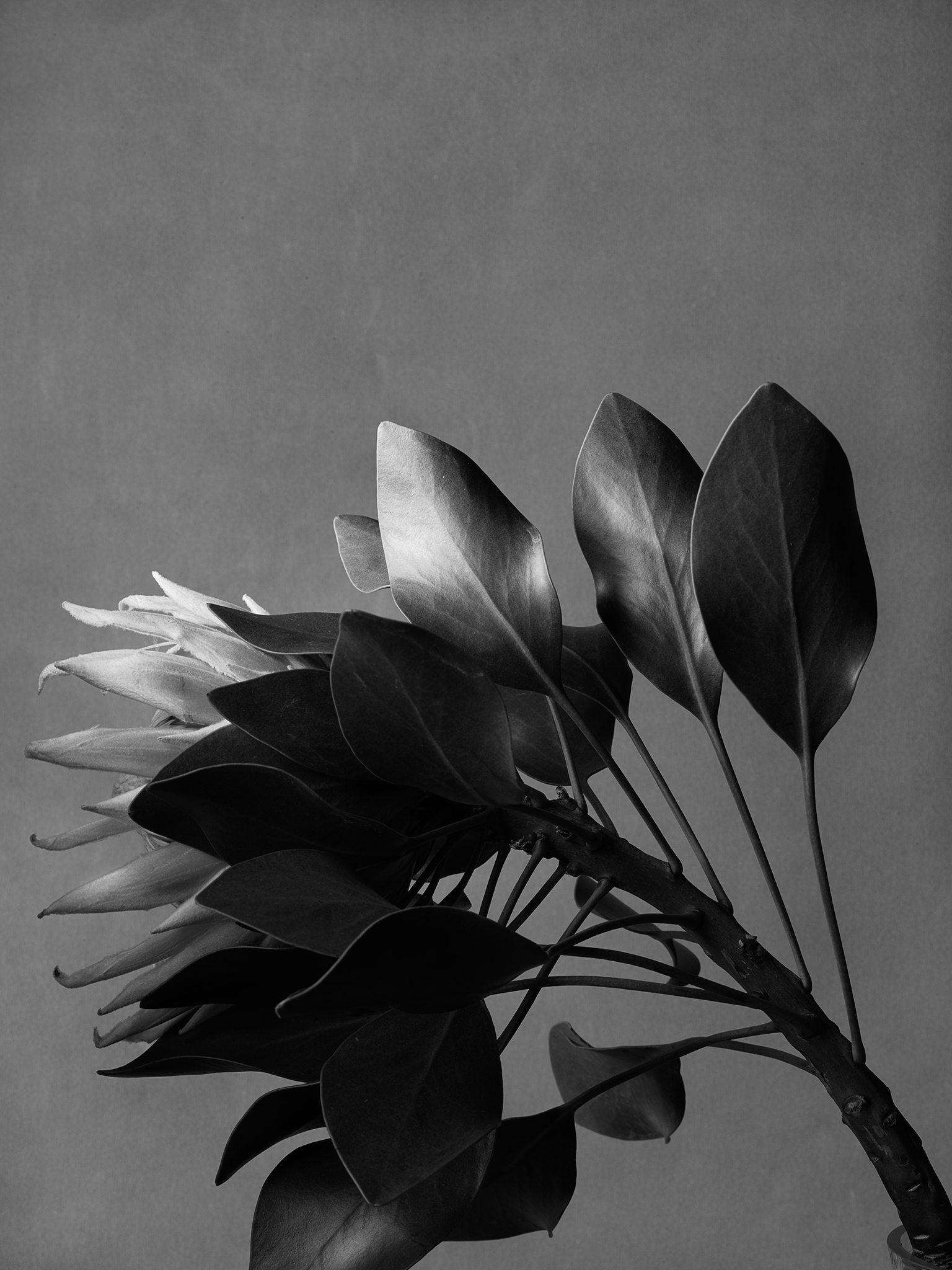 monochrome black protea by Thabit fine art moody dark