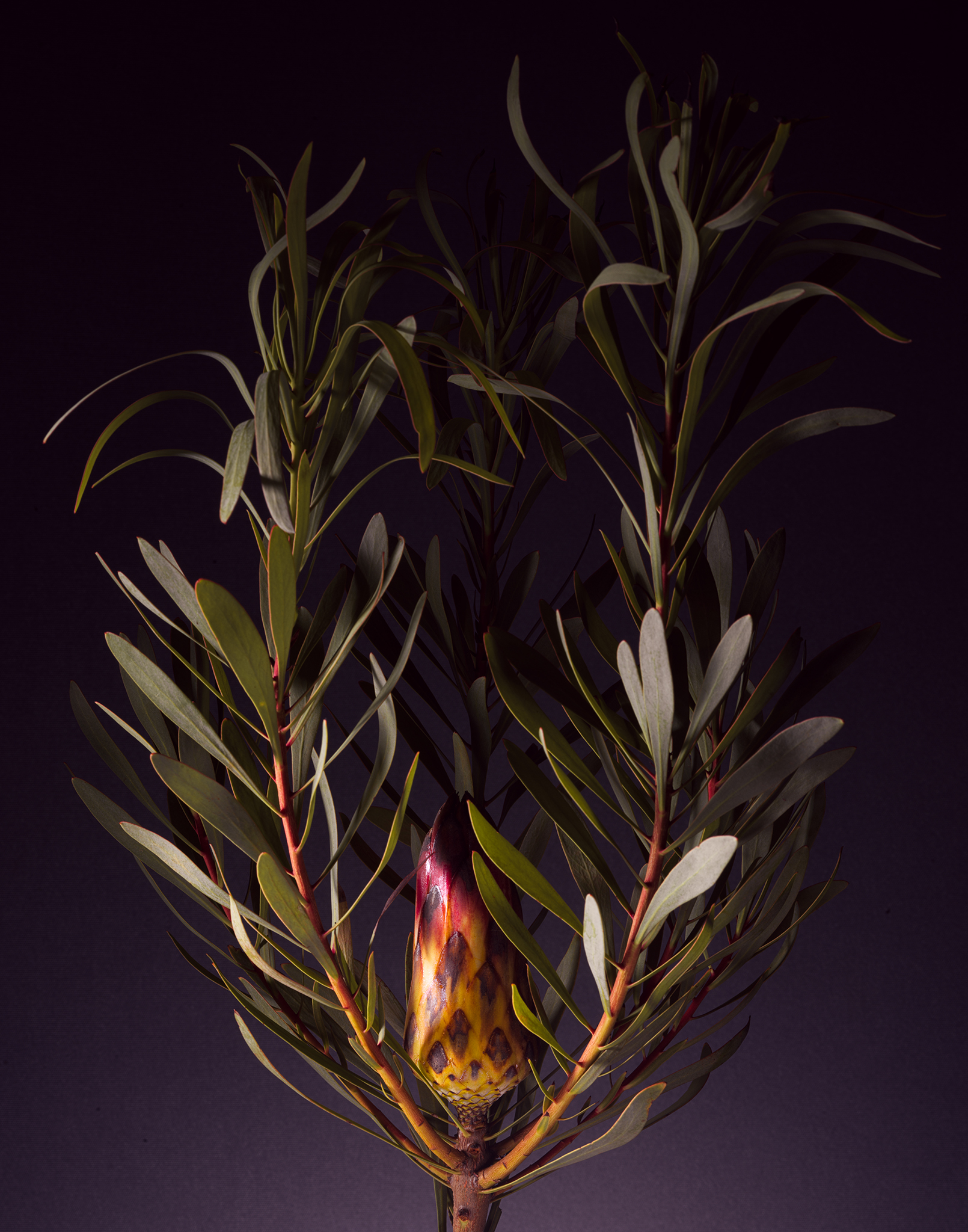 dark moody fine art protea purple by Thabit