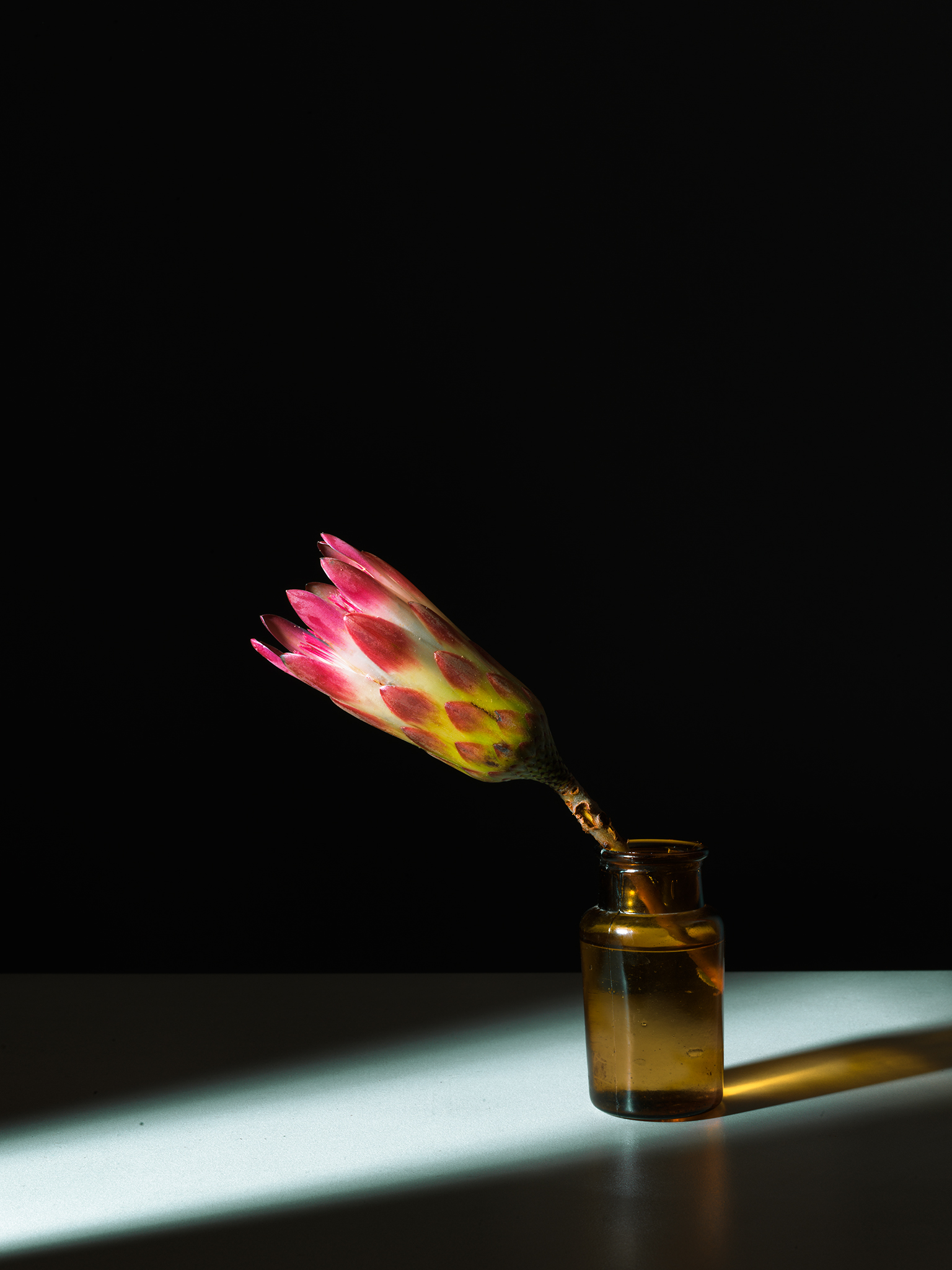 cinematic protea by Thabit fine art still life botanical pink yellow