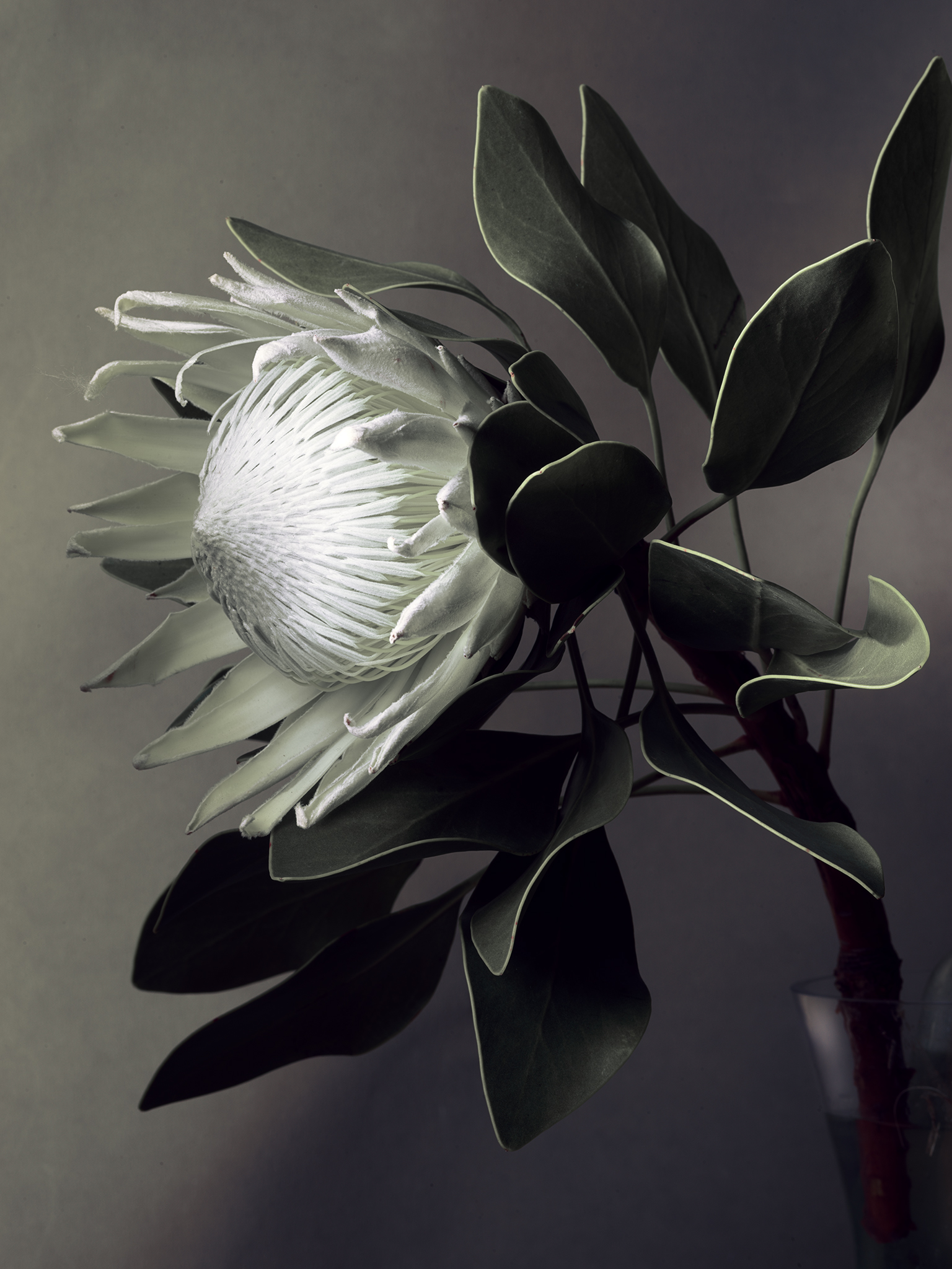 monotone protea white crown fine art still life by Thabit texture