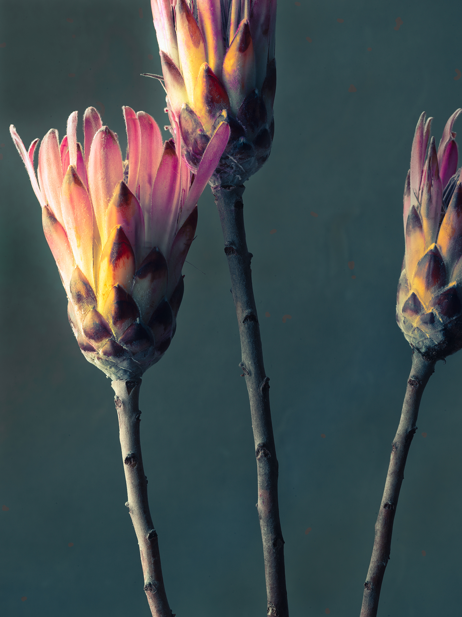 pink proteas with yellow fine art still life cinematic botanical by Thabit