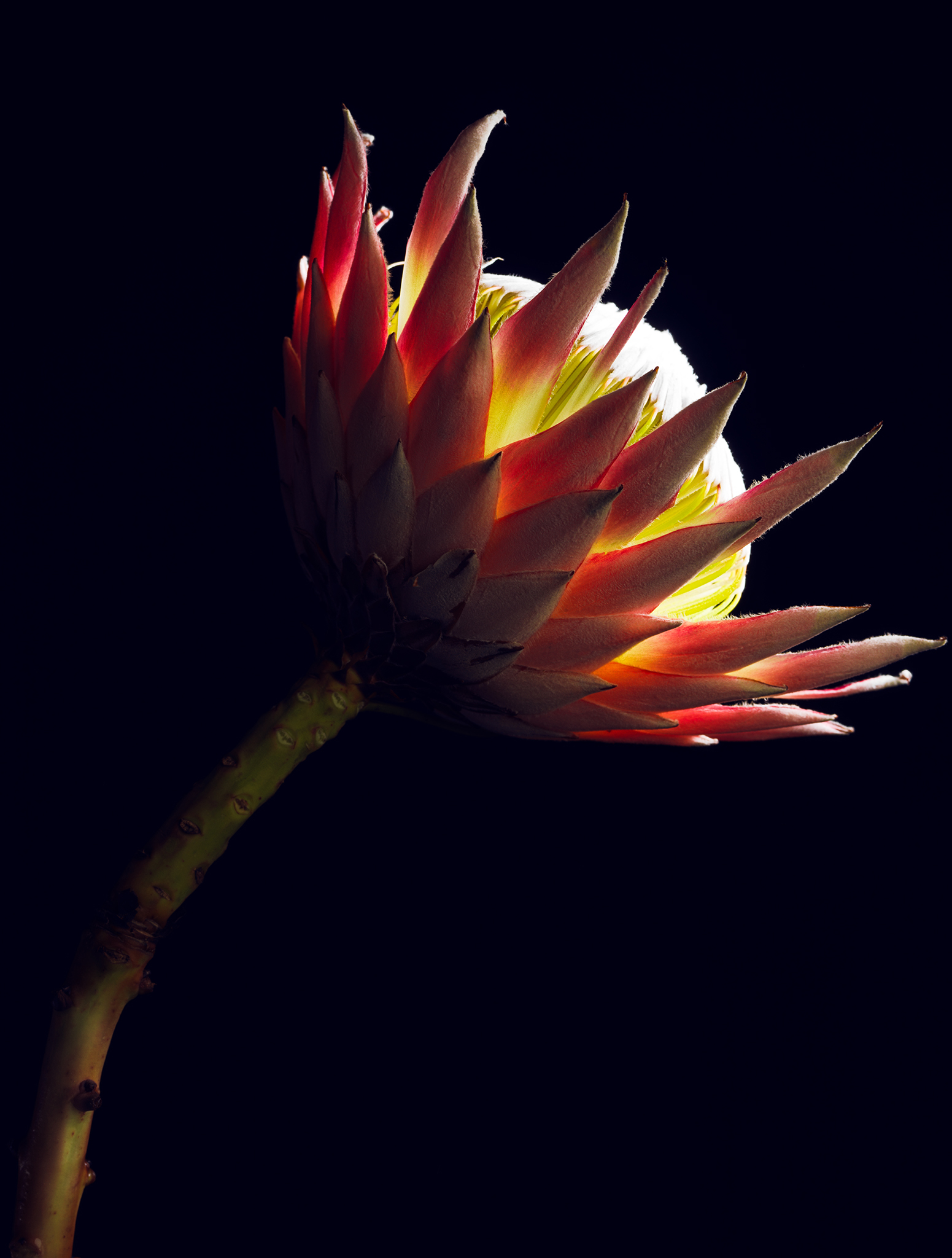 cinematic protea red by Thabit fine art still life botanical