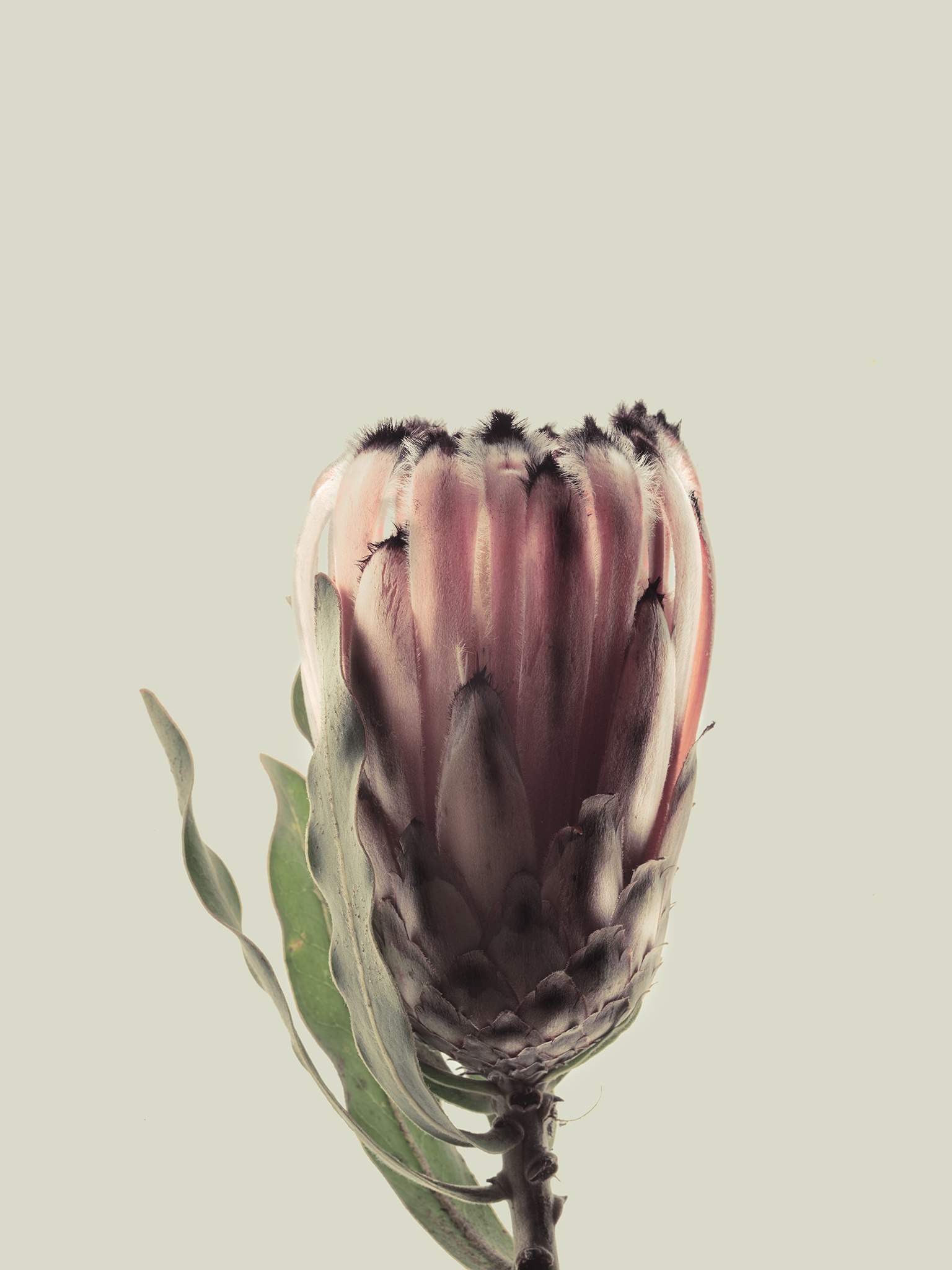 protea with sunset colours still life fine art botanical by Thabit