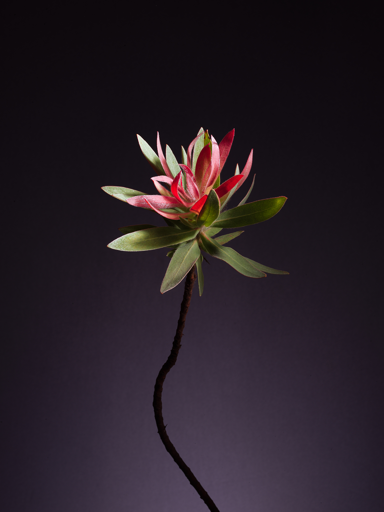 cinematic protea moody dark botanical fine art by Thabit