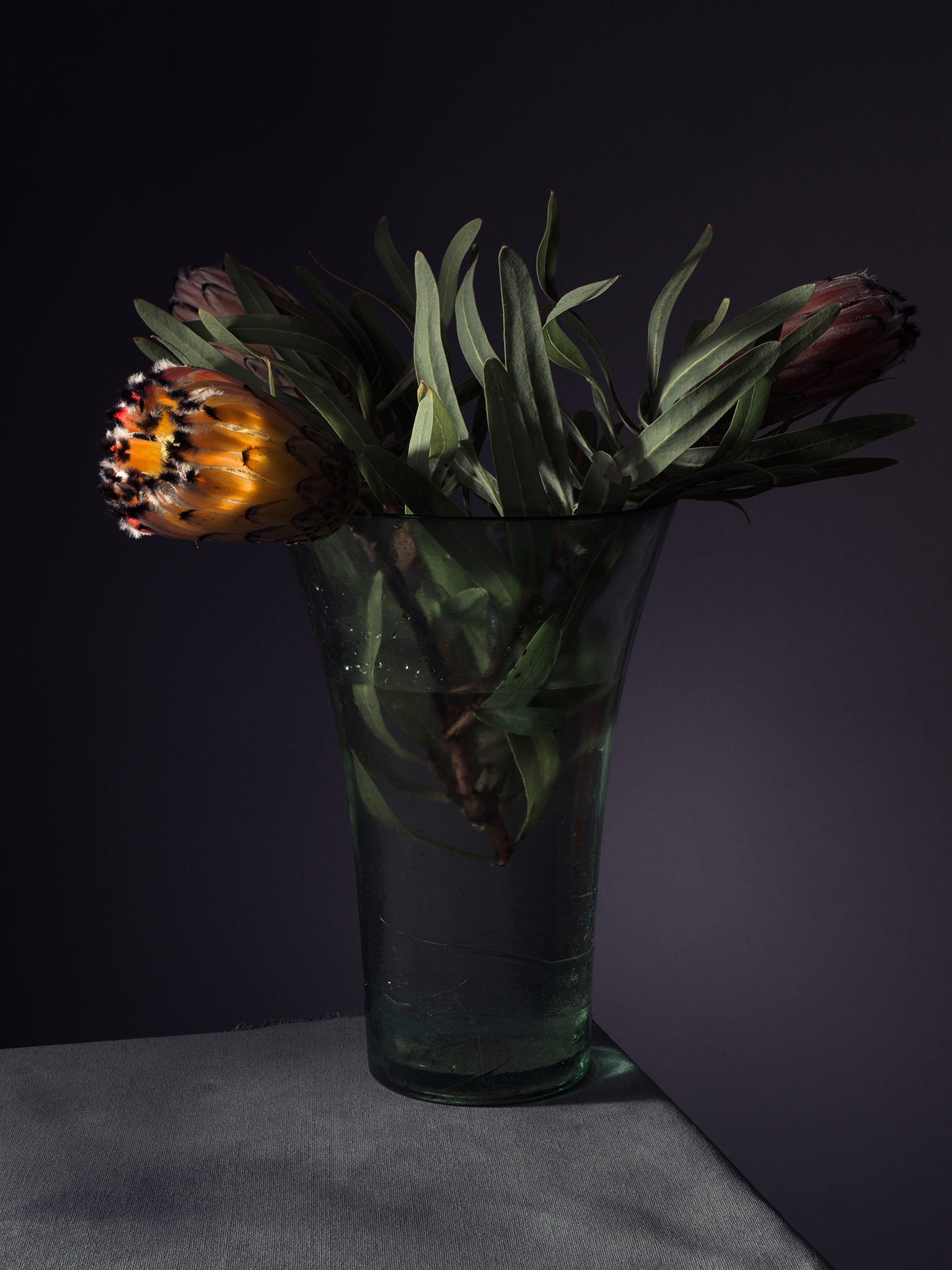 proteas warm orange glow in a vase purple moody botanical by Thabit