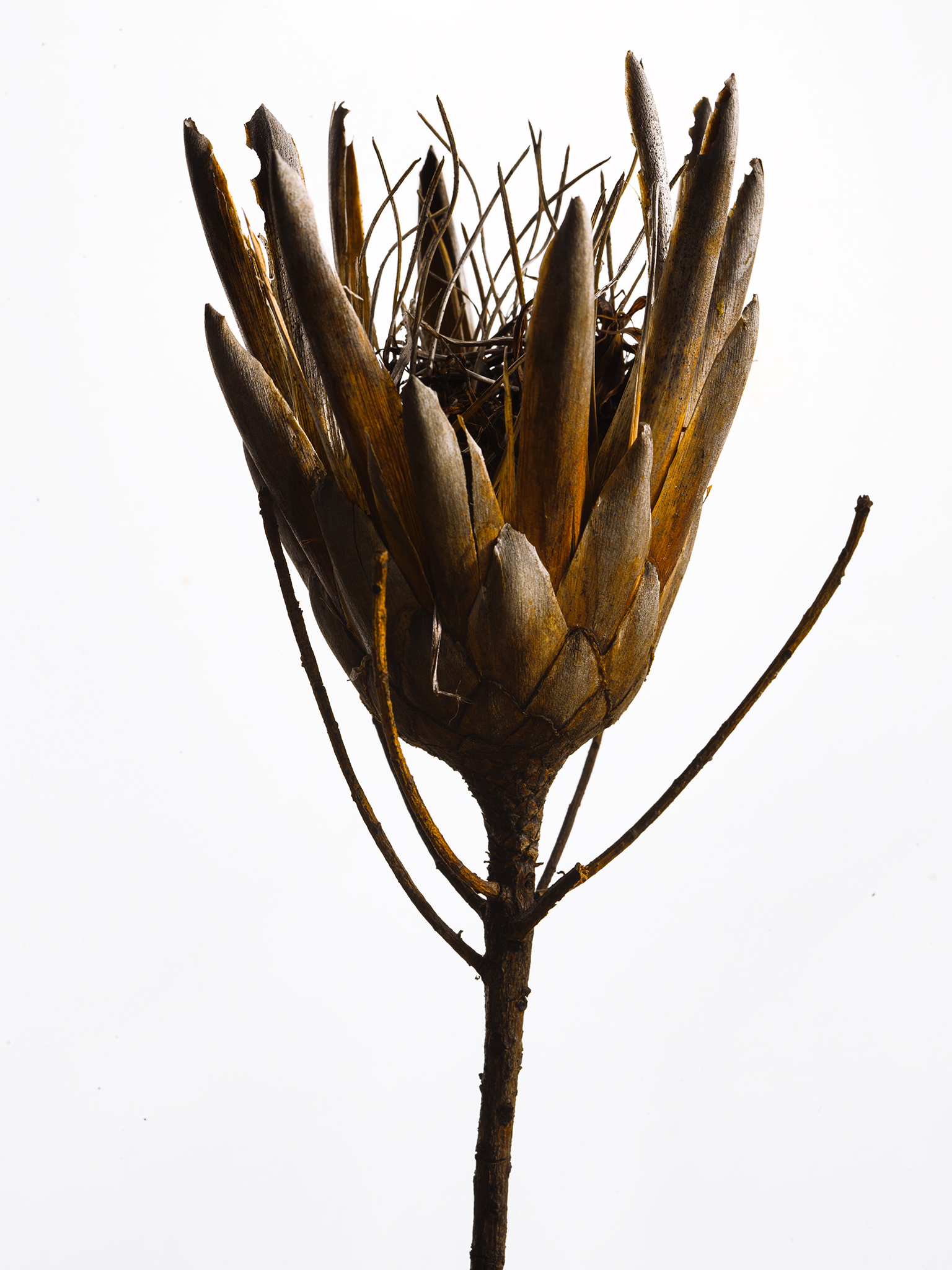 brown rusted protea fine art botanical still life by Thabit moody