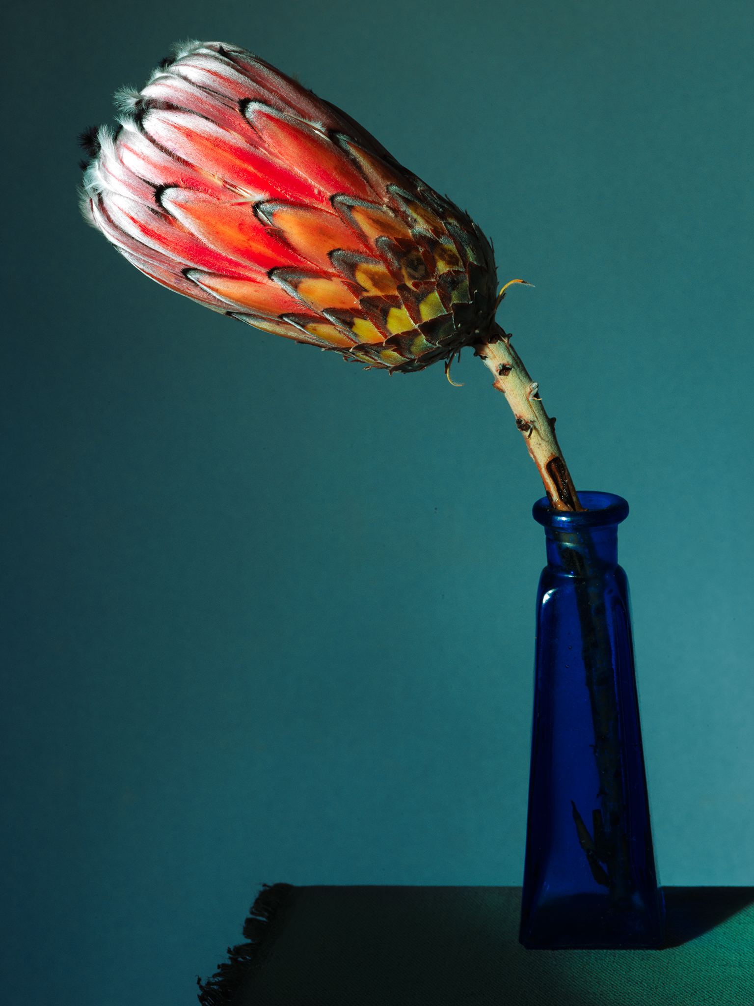 colour theory protea with blue orange fine art still by Thabit botanical